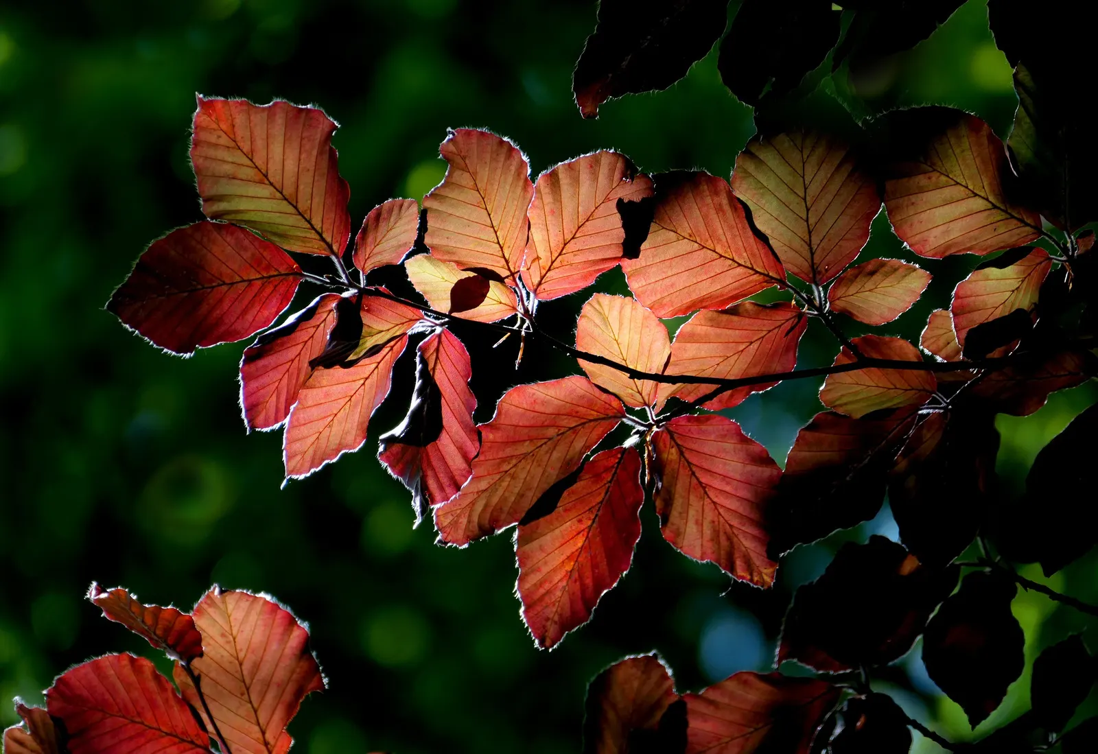 Copper Beech (Fagus Sylvatica F. Purpurea) — This majestic tree can attain a height of 50 to 60 feet with a spread of 35 to 45 feet; such as, image 79