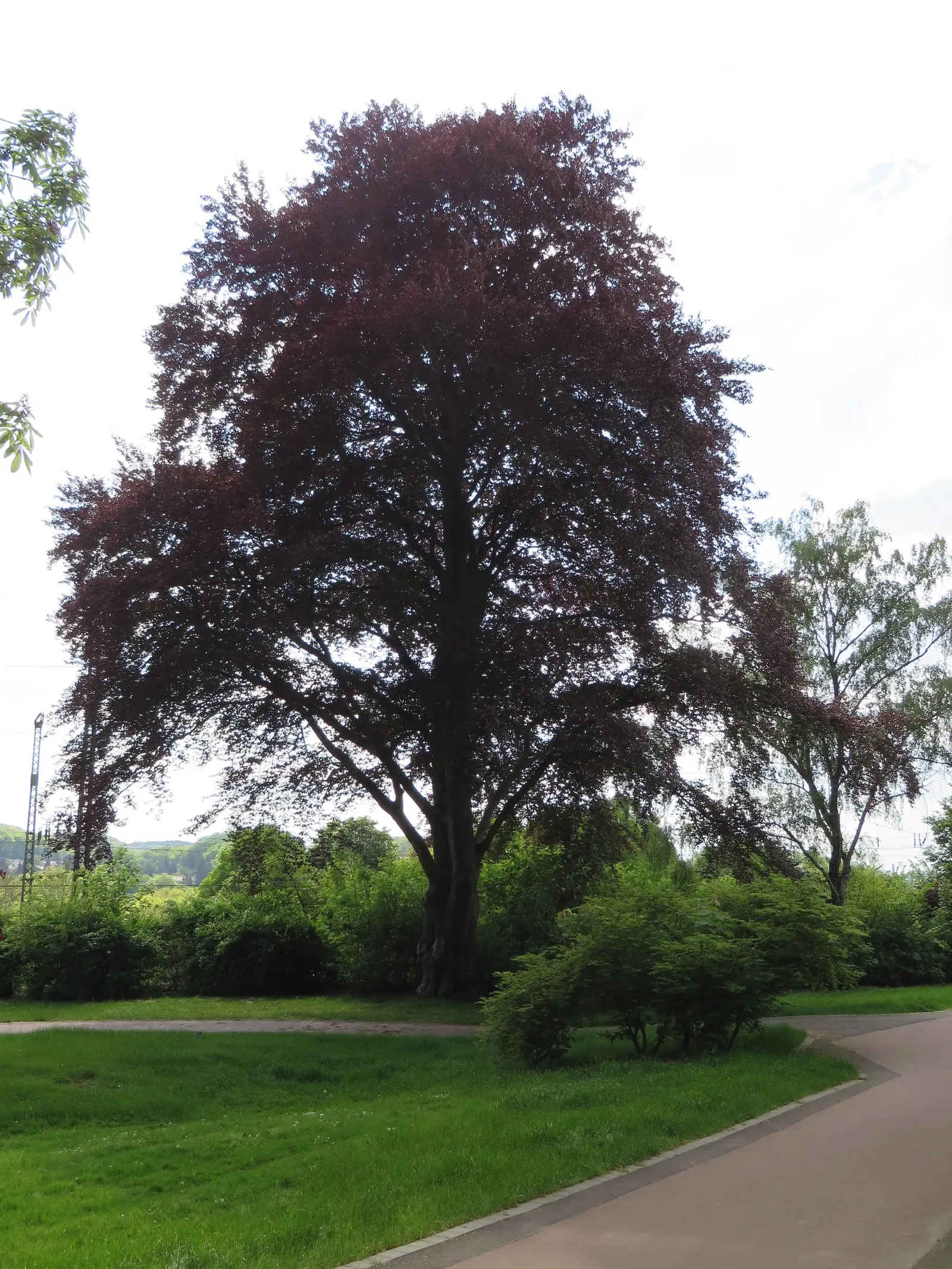 Copper Beech (Fagus Sylvatica F. Purpurea) — purpurea, is an ornamental cultivar of the European Beech with a striking presence in any landscape, image 76