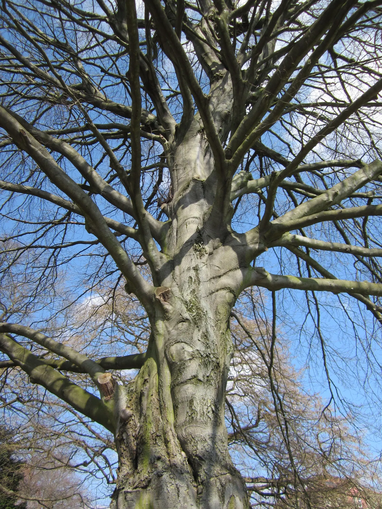 Copper Beech (Fagus Sylvatica F. Purpurea) — The Copper Beech, Fagus sylvatica f; it thrives in well-drained soil and full sun to part shade, image 70