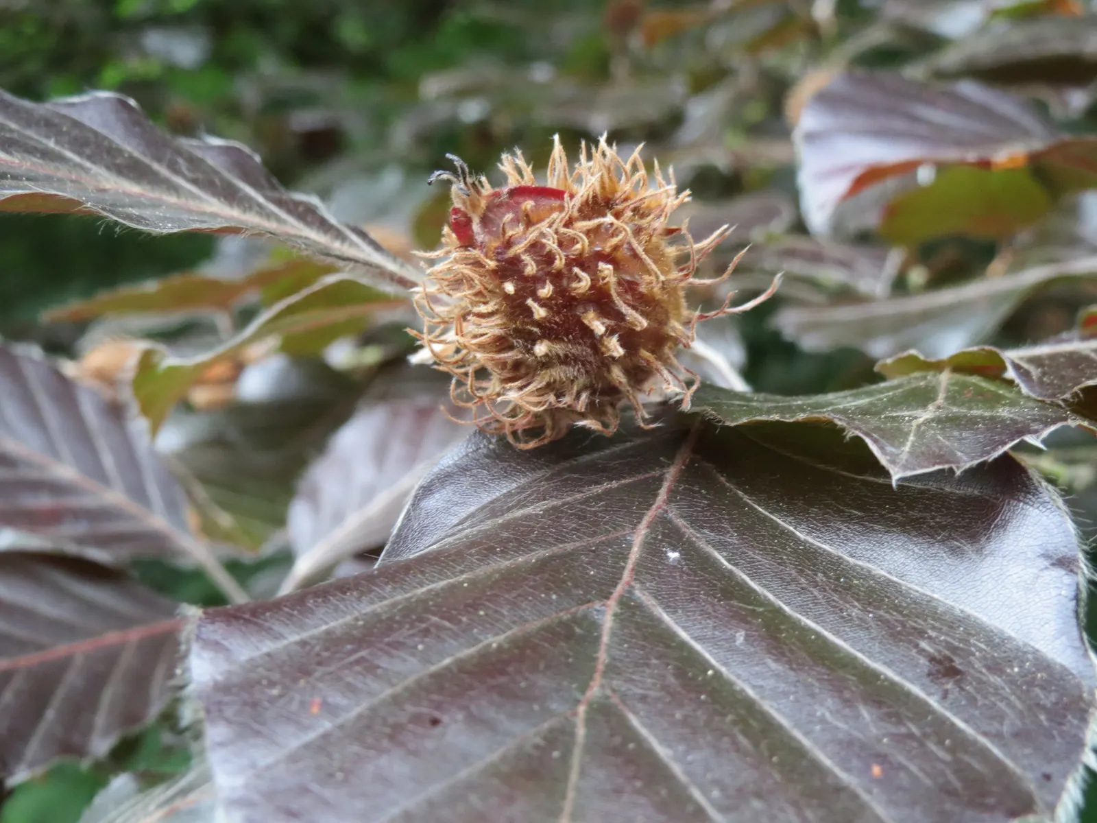 Copper Beech (Fagus Sylvatica F. Purpurea) — such as understory shrubs with lighter green or variegated leaves; the Copper Beech, or Fagus, image 67