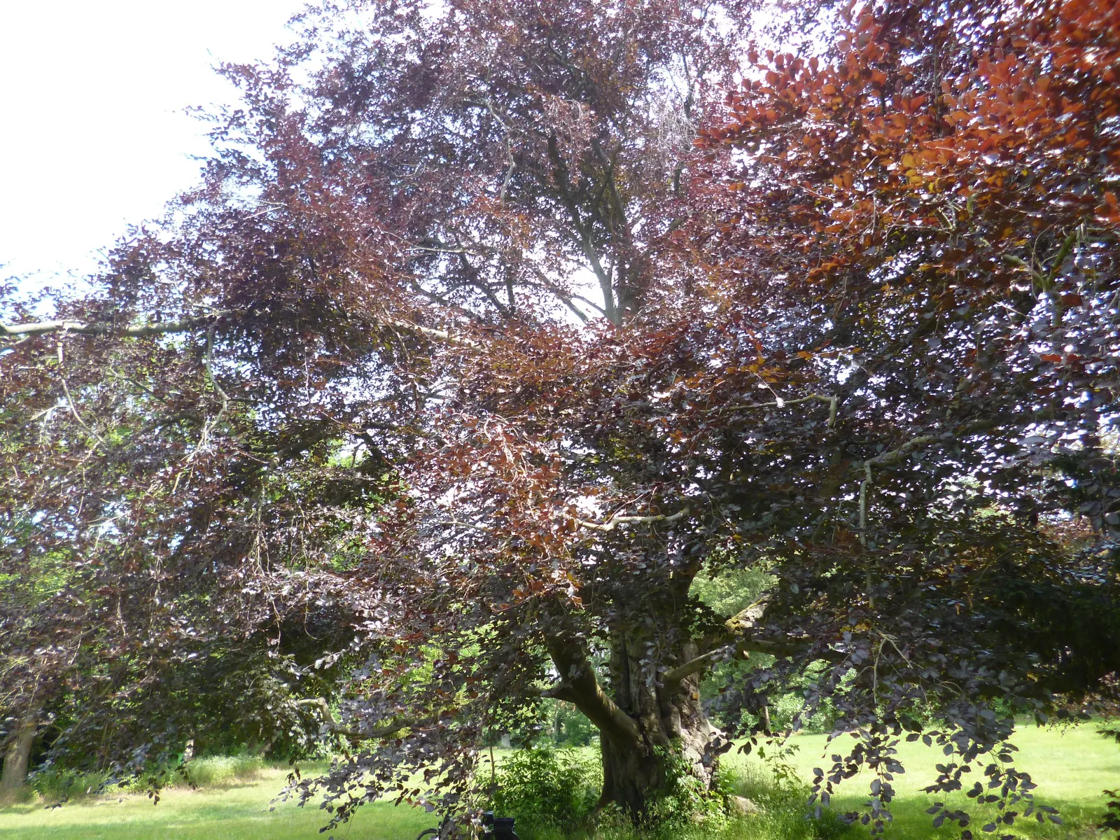 Copper Beech (Fagus Sylvatica F. Purpurea) — keeping in mind the mature size of the tree; its foliage is a rich purple, maturing to coppery-green, image 60