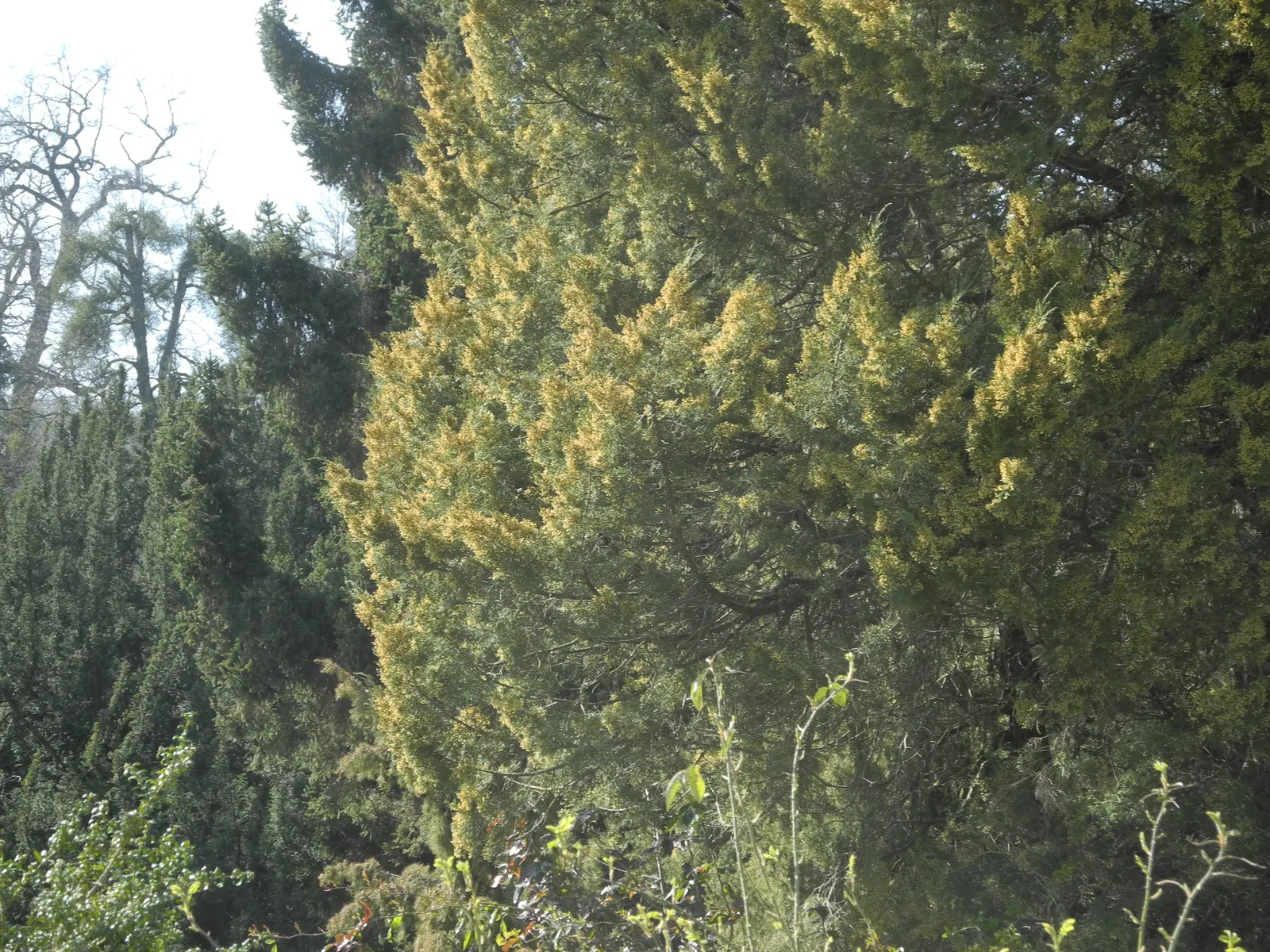 Gold Coast Juniper (Juniperus Chinensis 'Aurea') — low-maintenance choice offers year-round interest