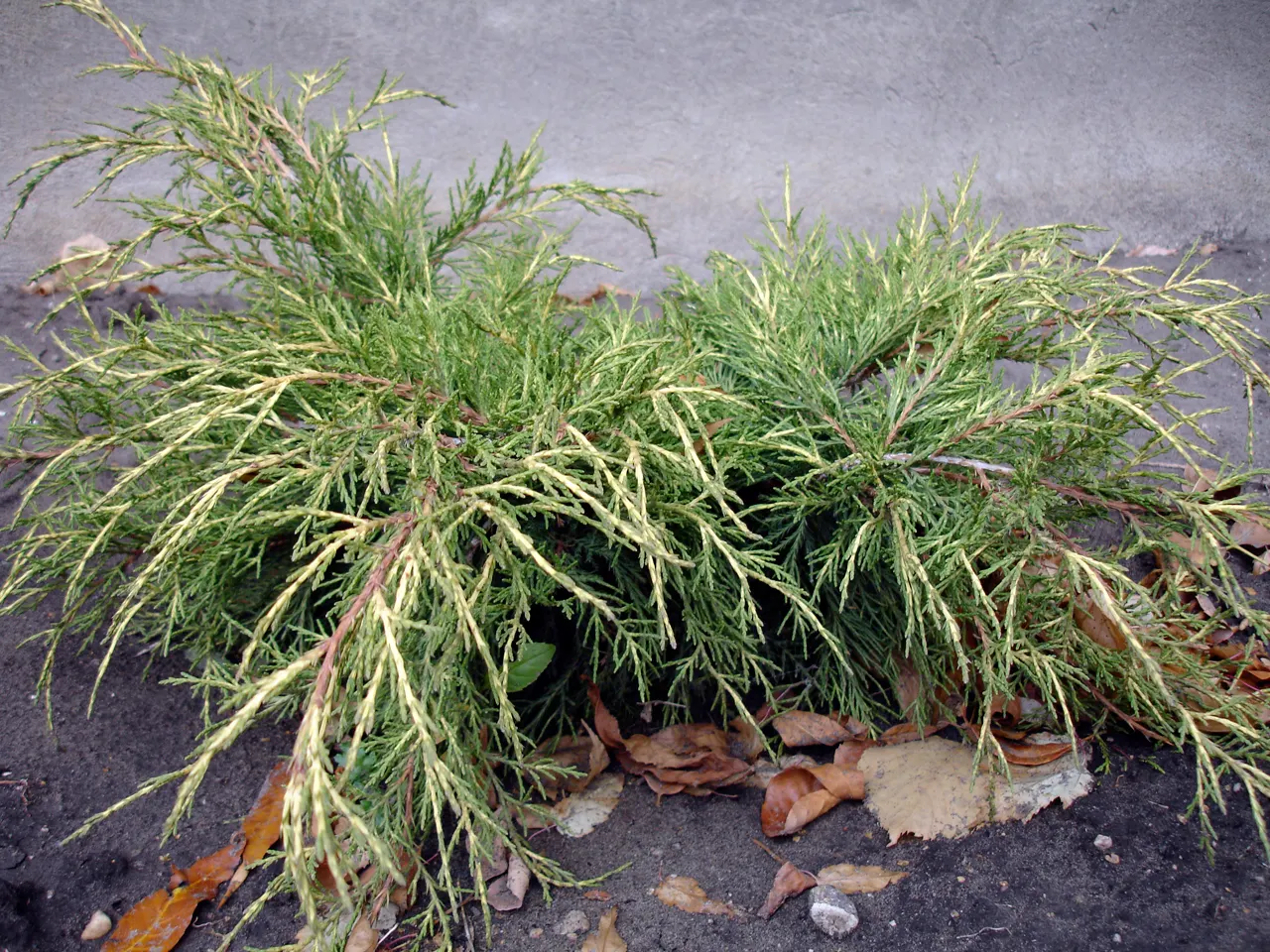 Gold Coast Juniper (Juniperus Chinensis 'Aurea') — which takes on a brilliant golden hue in the spring and summer