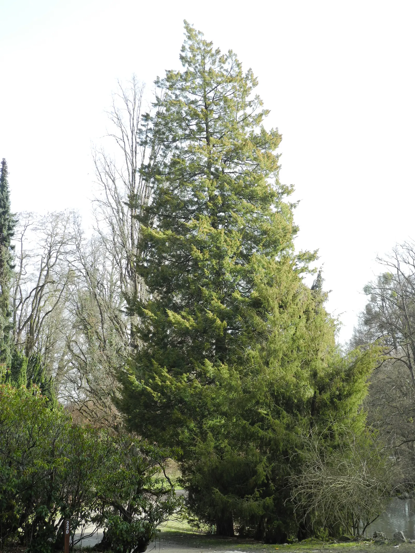 Gold Coast Juniper (Juniperus Chinensis 'Aurea') — is an evergreen shrub showcasing vibrant golden-yellow foliage