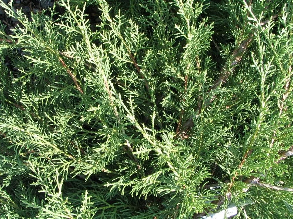 Gold Coast Juniper (Juniperus Chinensis 'Aurea') — The foliage texture is fine
