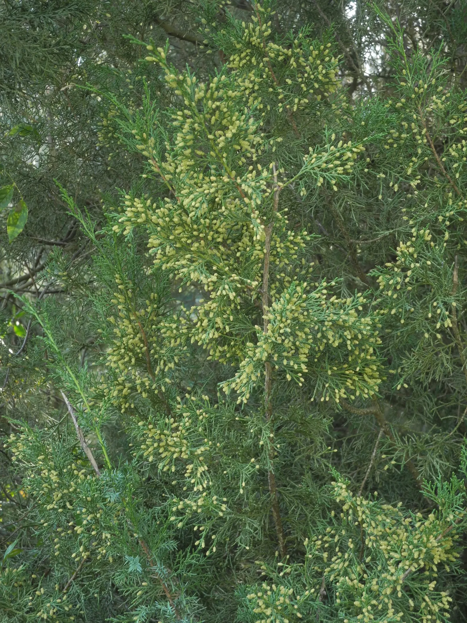 Gold Coast Juniper (Juniperus Chinensis 'Aurea') — enhancing any landscape with its dense