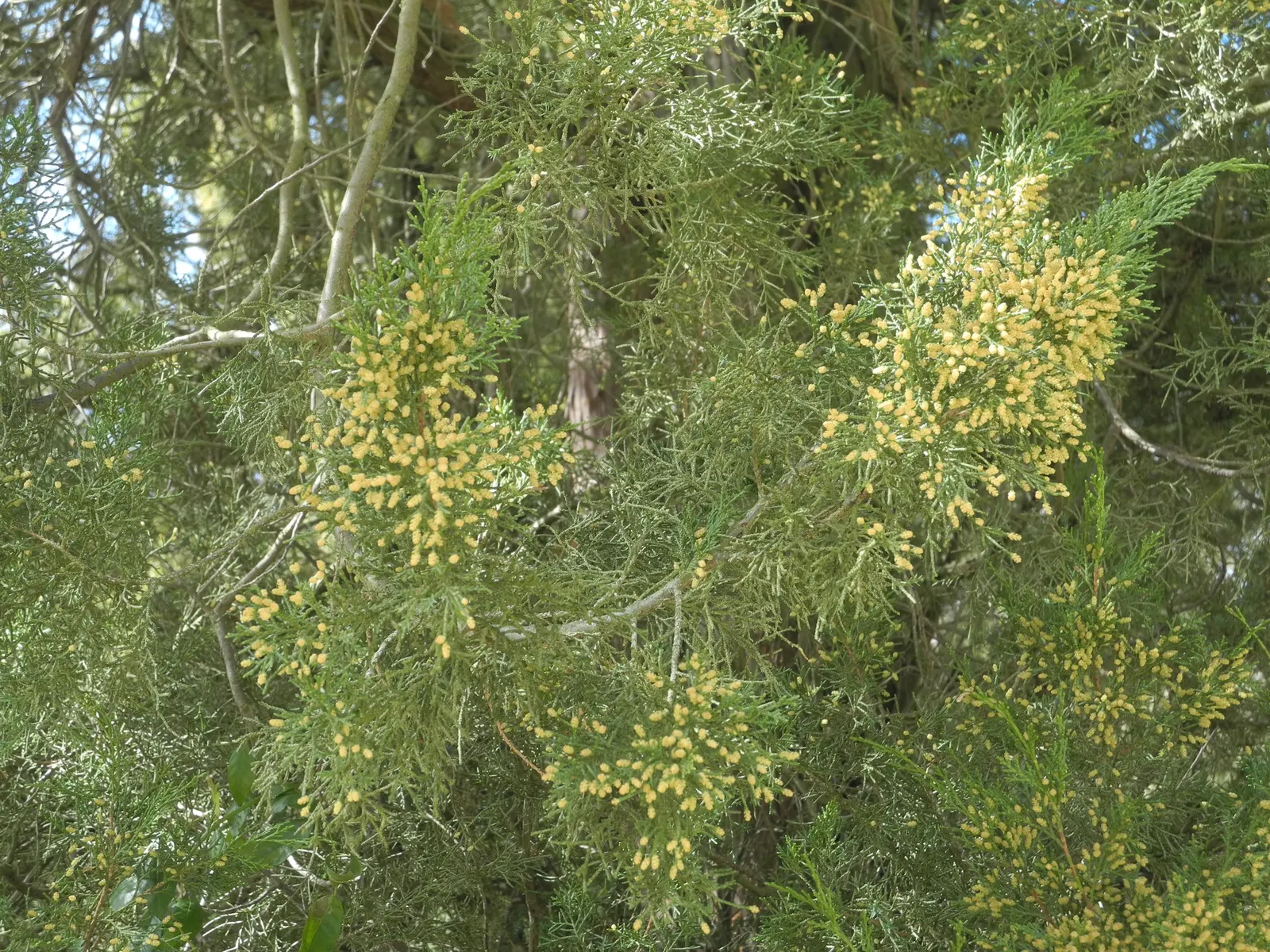 Gold Coast Juniper (Juniperus Chinensis 'Aurea') — This cultivar typically reaches a manageable size of 3 to 4 feet in both height and width when mature