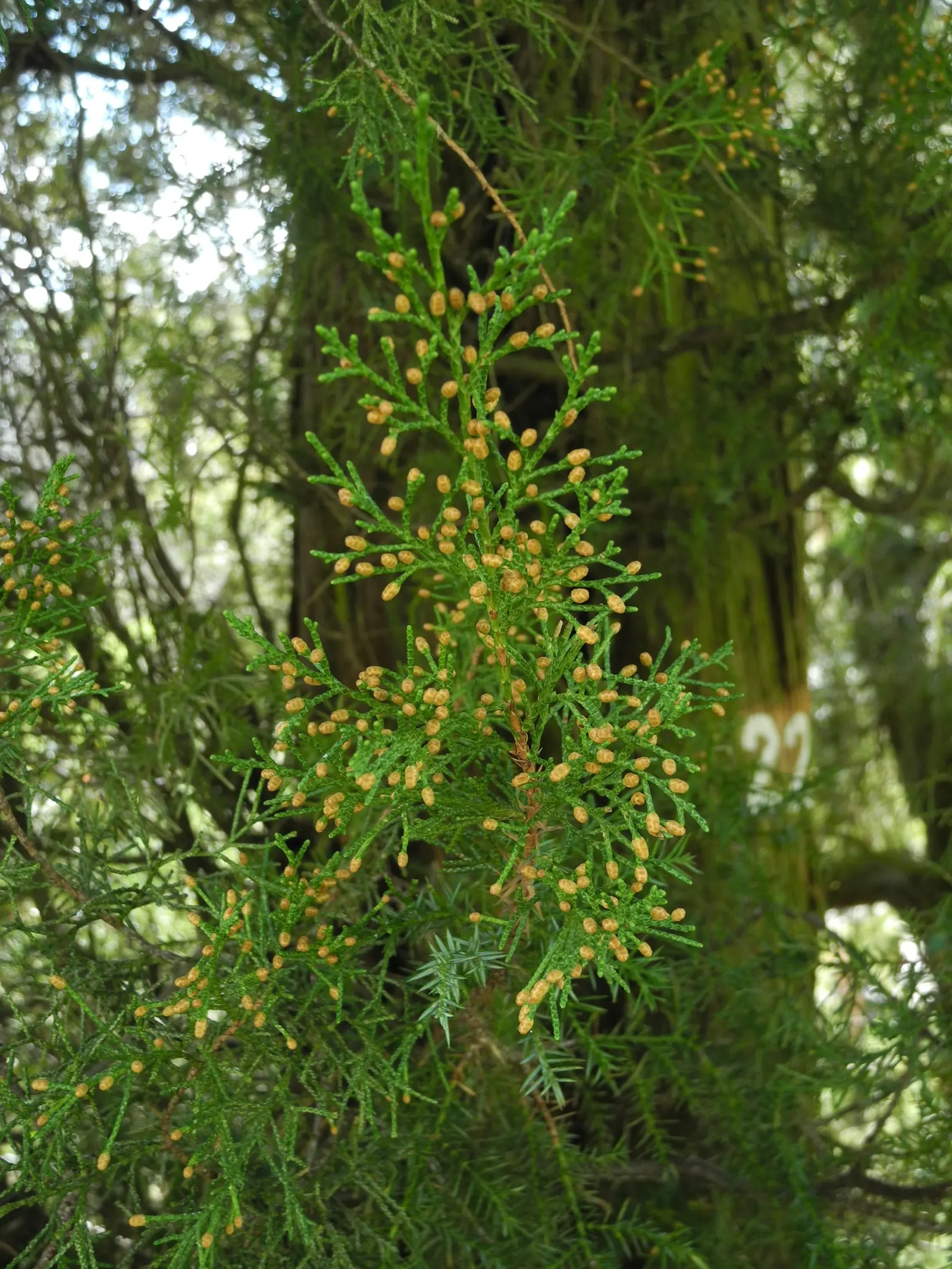Gold Coast Juniper (Juniperus Chinensis 'Aurea') — Ideal for mass plantings and foundation beds with well-drained soil, it thrives in full sun