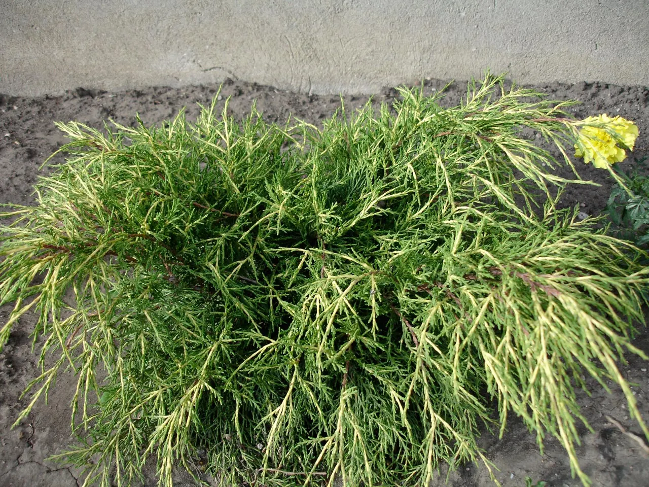 Gold Coast Juniper (Juniperus Chinensis 'Aurea') — spreading habit that makes a striking addition to any landscape design