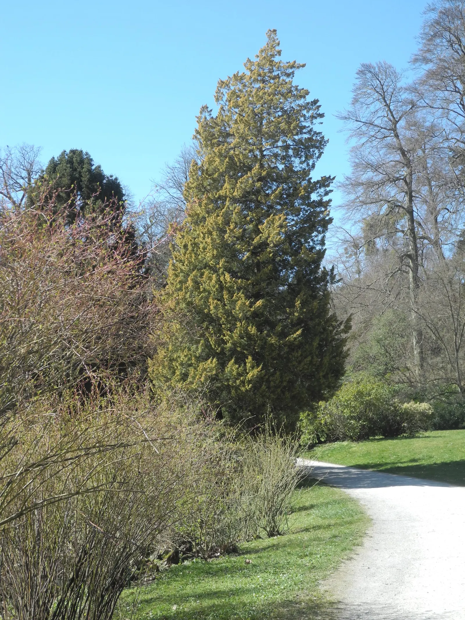 Gold Coast Juniper (Juniperus Chinensis 'Aurea') — it resists deer and is drought-tolerant once established