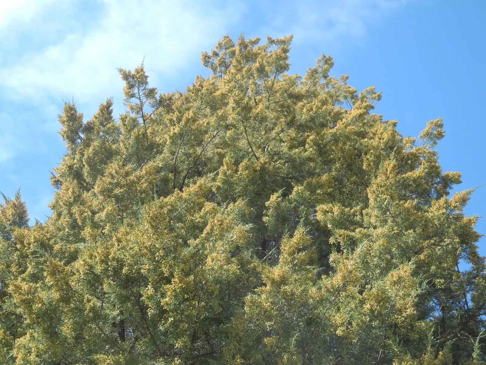 Gold Coast Juniper (Juniperus Chinensis 'Aurea') — provided there is good drainage
