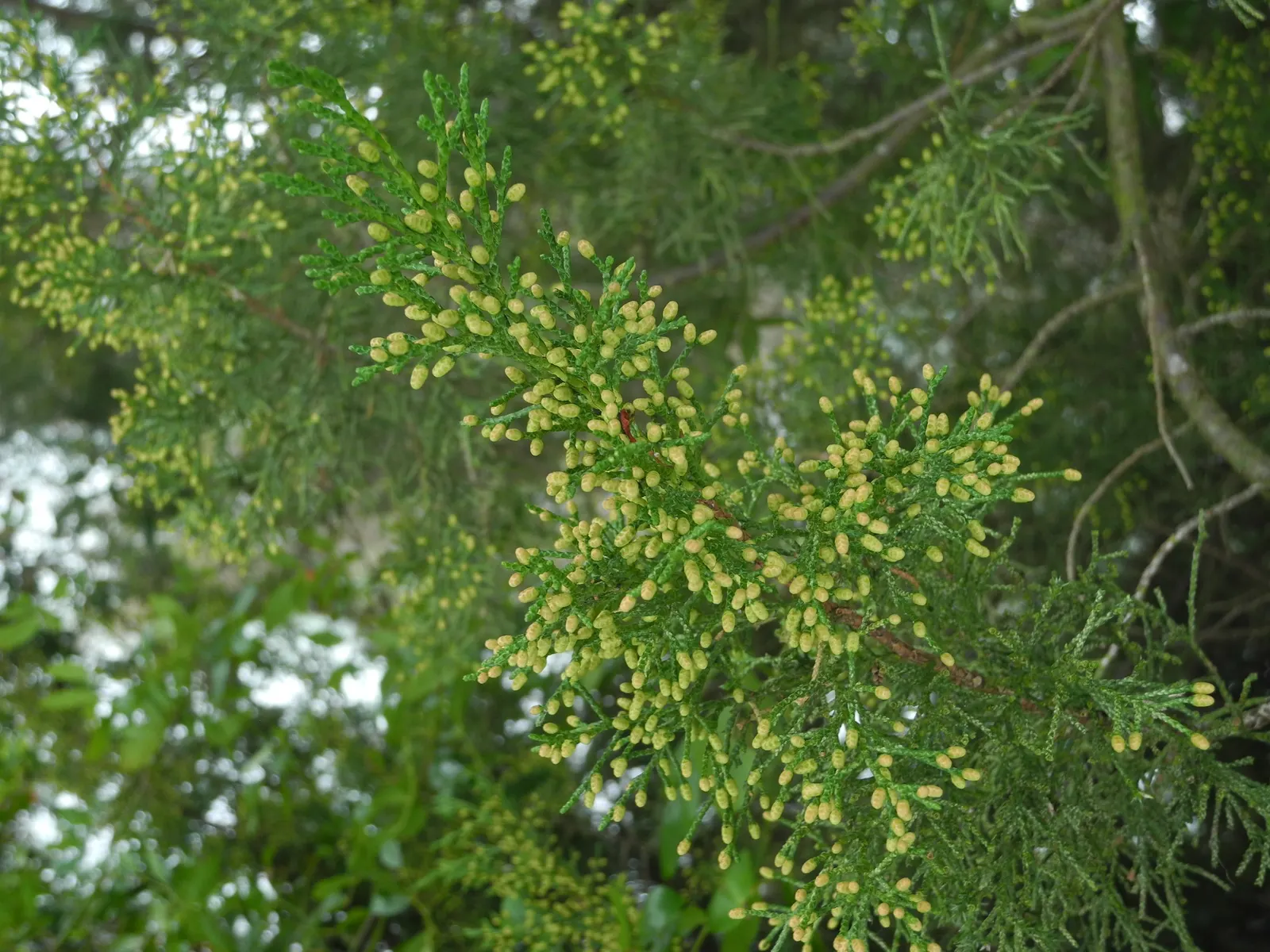 Gold Coast Juniper (Juniperus Chinensis 'Aurea') — evergreen shrub with a mounded