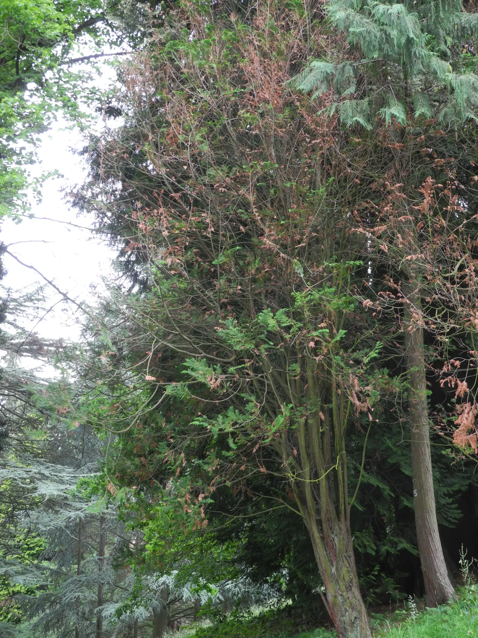 Gold Coast Juniper (Juniperus Chinensis 'Aurea') — Maturing to a height of 2-3 feet with a spread of 4-5 feet
