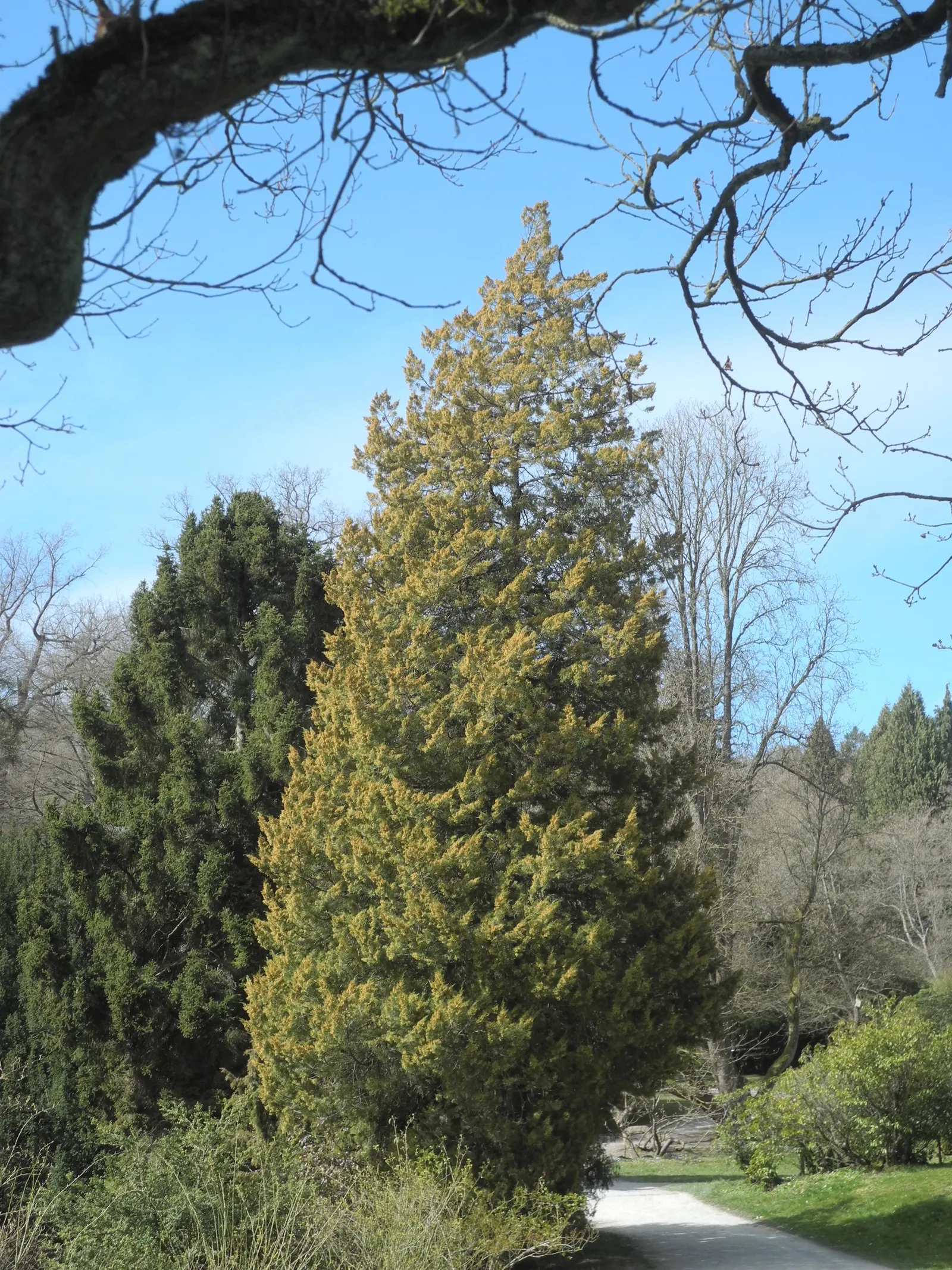 Gold Coast Juniper (Juniperus Chinensis 'Aurea') — it exhibits more muted gold and green tones