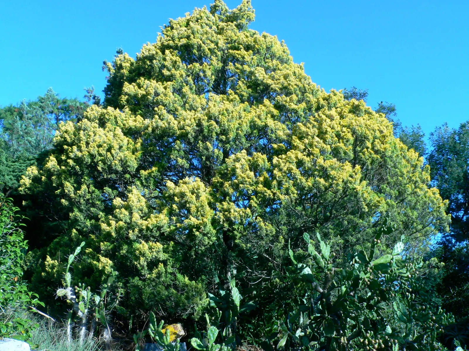 Gold Coast Juniper (Juniperus Chinensis 'Aurea') — This color variation adds seasonal interest to garden spaces