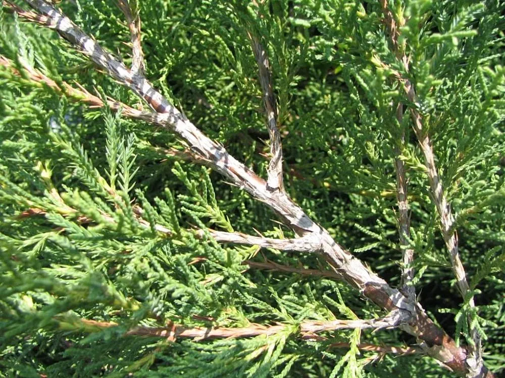 Gold Coast Juniper (Juniperus Chinensis 'Aurea') — It is hardy in USDA zones 4 through 9, demonstrating excellent cold tolerance