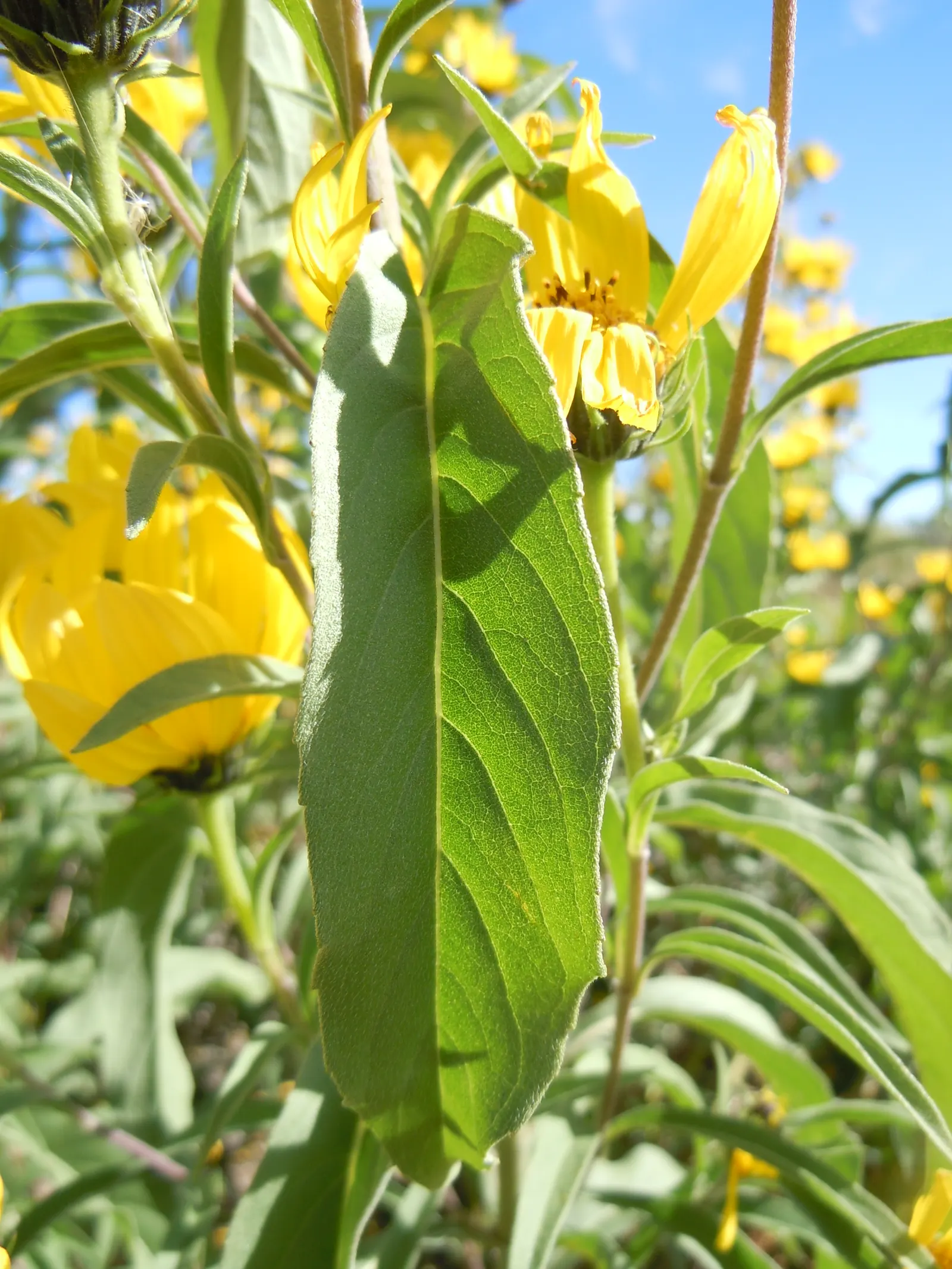 Maximilian Sunflower (Helianthus Maximiliani) — stretching up to 10 inches long