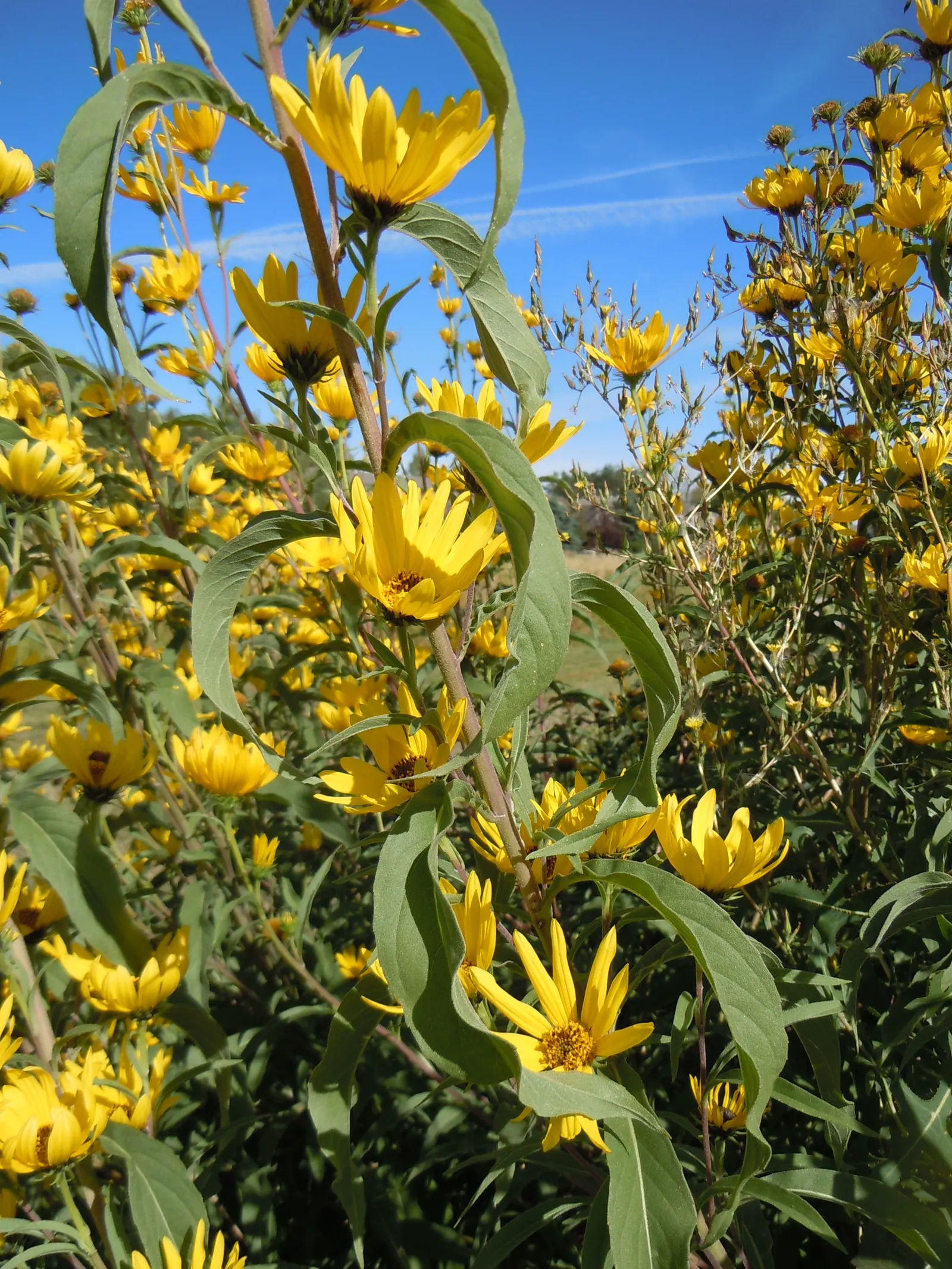 Maximilian Sunflower (Helianthus Maximiliani) — Requires minimal maintenance once established
