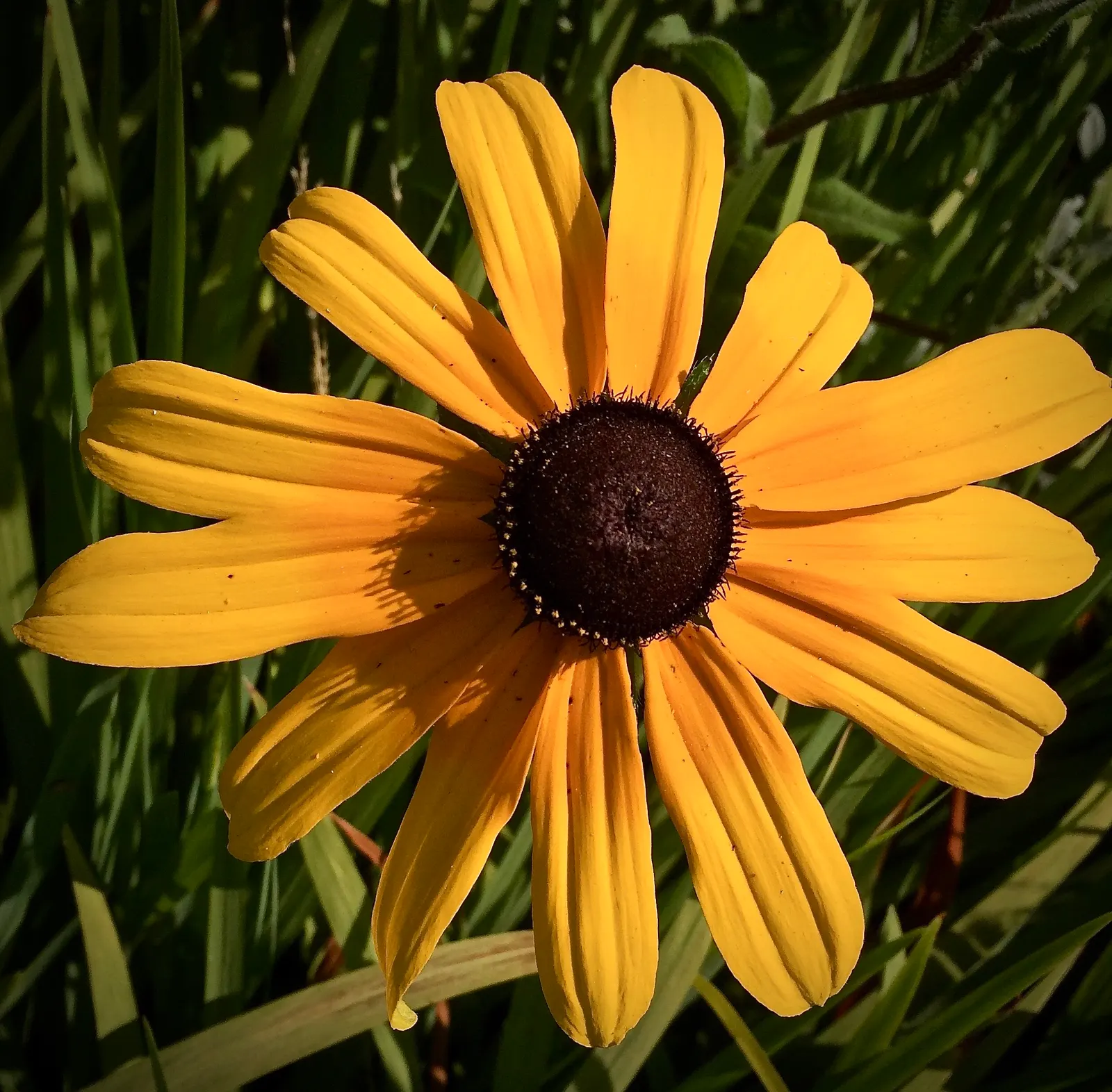 Maximilian Sunflower (Helianthus Maximiliani) — the Maximilian Sunflower supports local wildlife; ideal for borders or naturalized areas, it adds height and