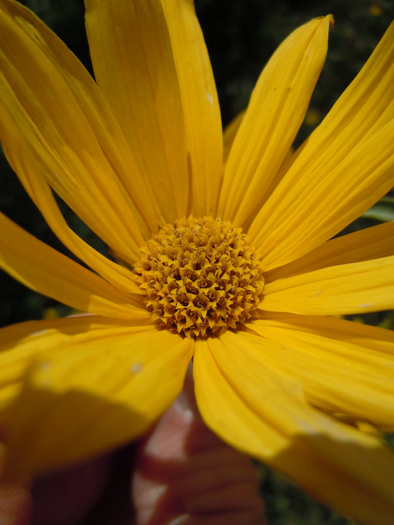 Maximilian Sunflower (Helianthus Maximiliani) — Thriving in USDA hardiness zones 3 through 9