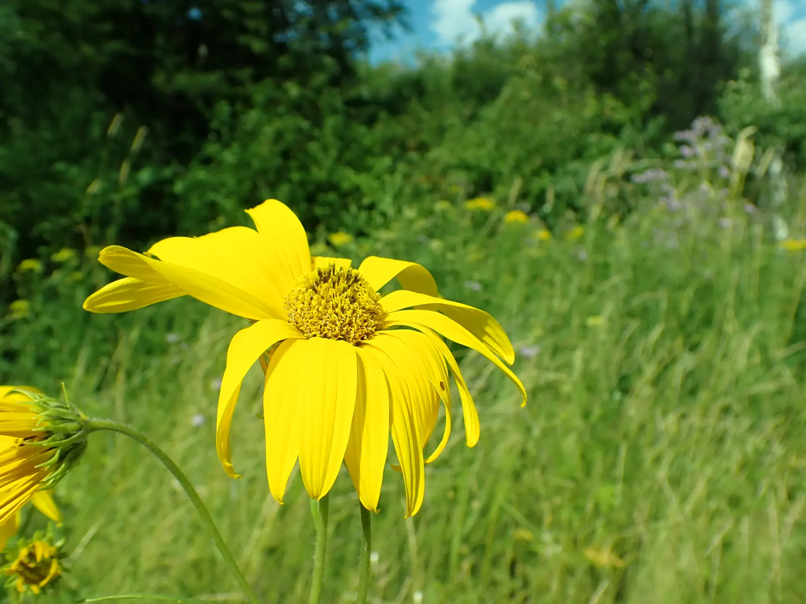 Maximilian Sunflower (Helianthus Maximiliani) — adding a dynamic layer of activity to the garden._ctl, image 60