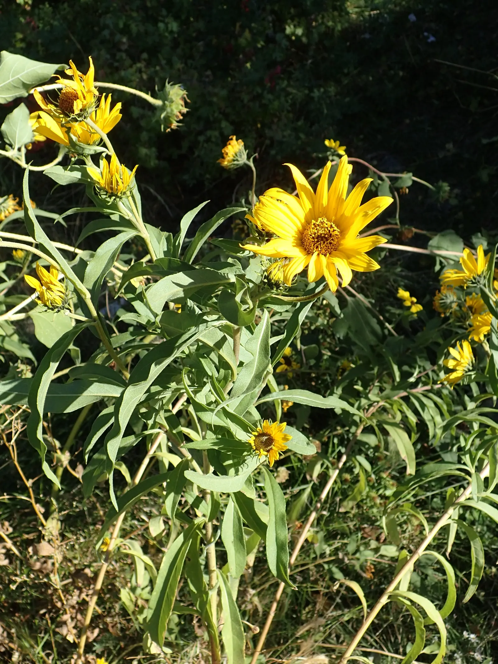 Maximilian Sunflower (Helianthus Maximiliani) — the Maximilian Sunflower produces a profusion of golden-yellow flowers with dark brown centers
