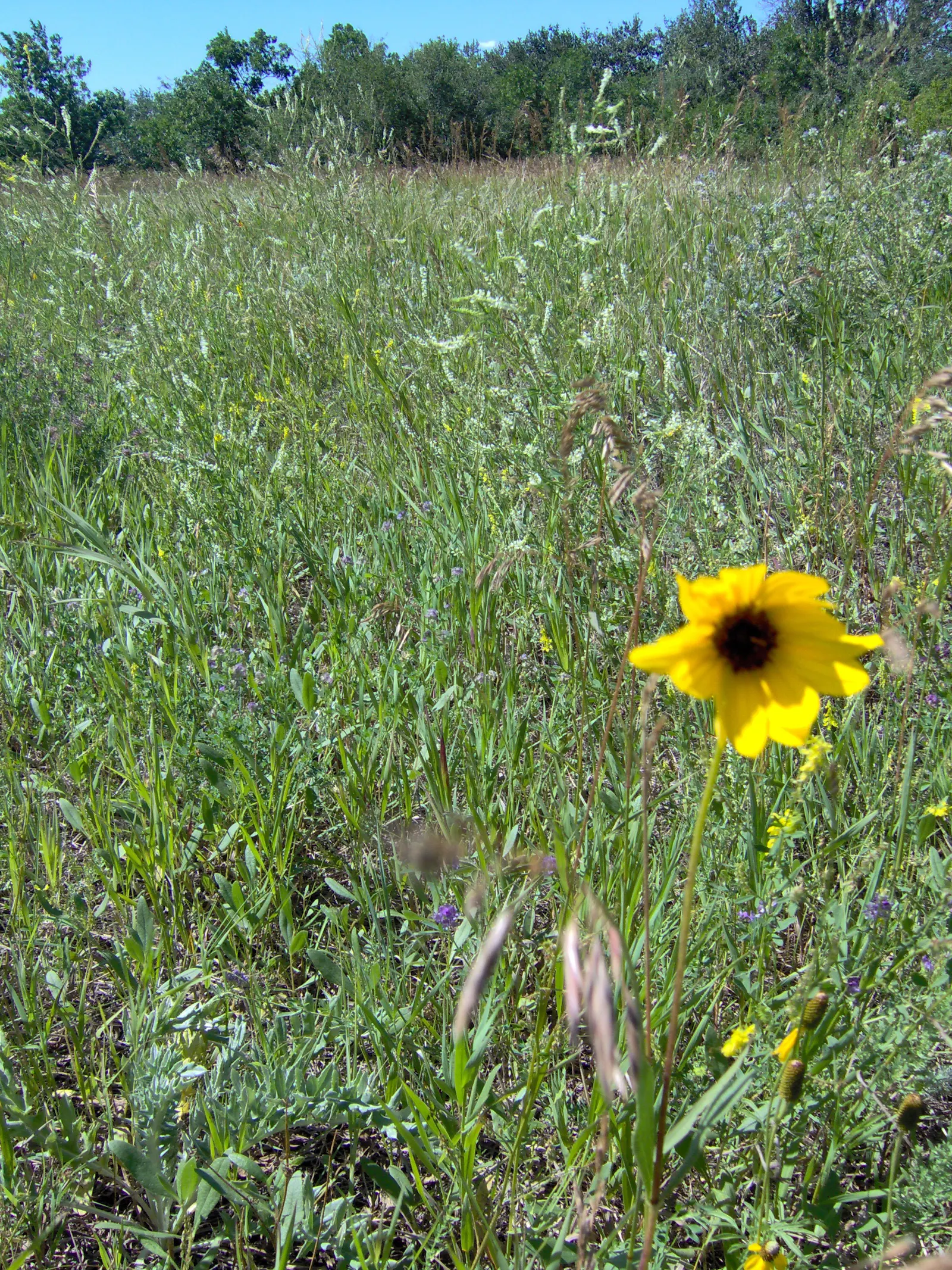 Maximilian Sunflower (Helianthus Maximiliani) — Preferring full sun, this hardy native tolerates various soils and drought