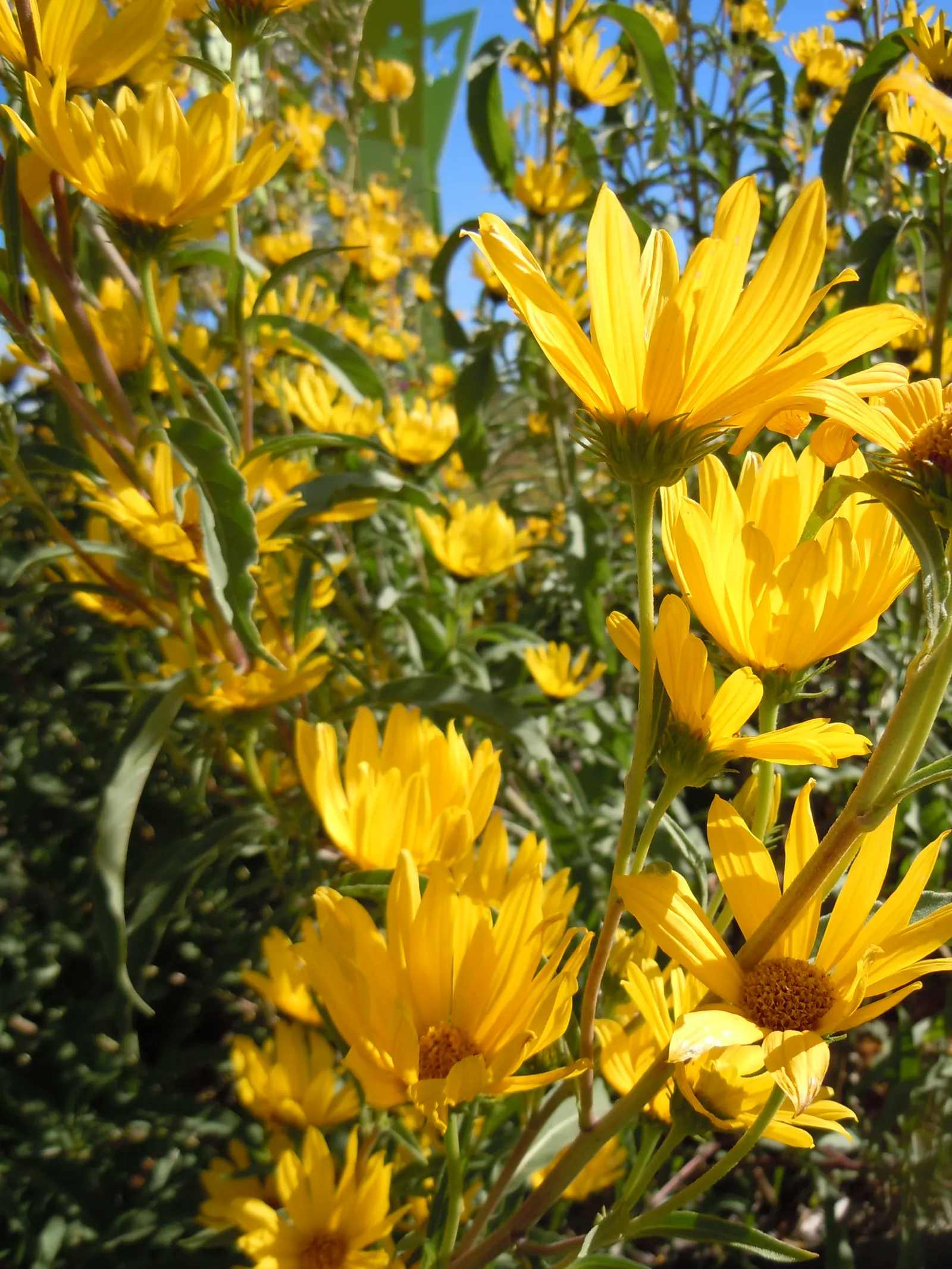 Maximilian Sunflower (Helianthus Maximiliani) — this resilient perennial can reach impressive heights of 3 to 10 feet with a spread of 2 to 4 feet