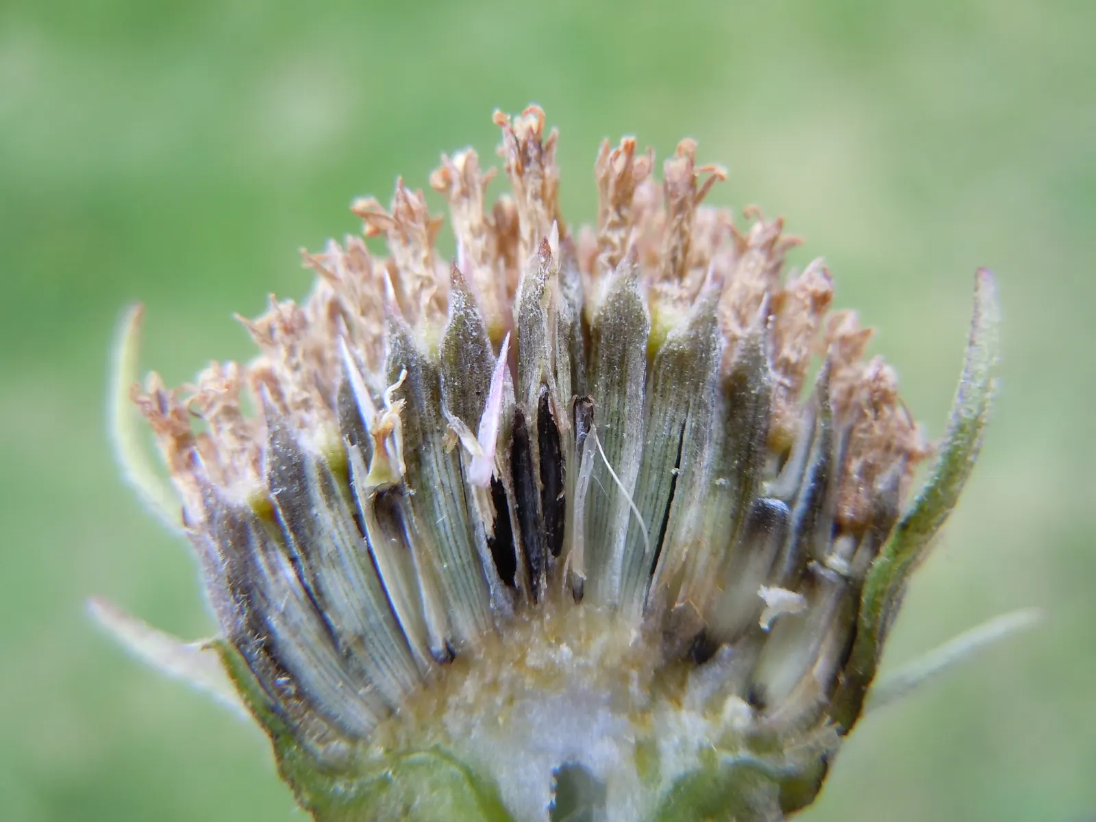 Maximilian Sunflower (Helianthus Maximiliani) — With its extensive root system; adding a dynamic layer of activity to the garden._ctl, image 57