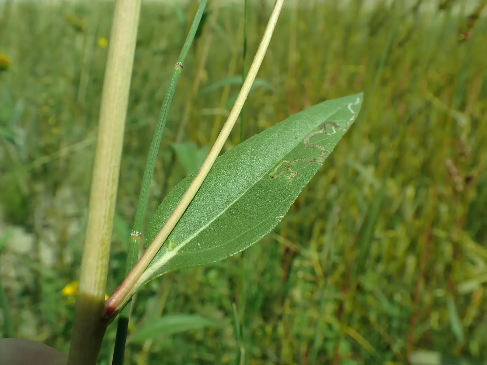 Maximilian Sunflower (Helianthus Maximiliani) — perennial for full