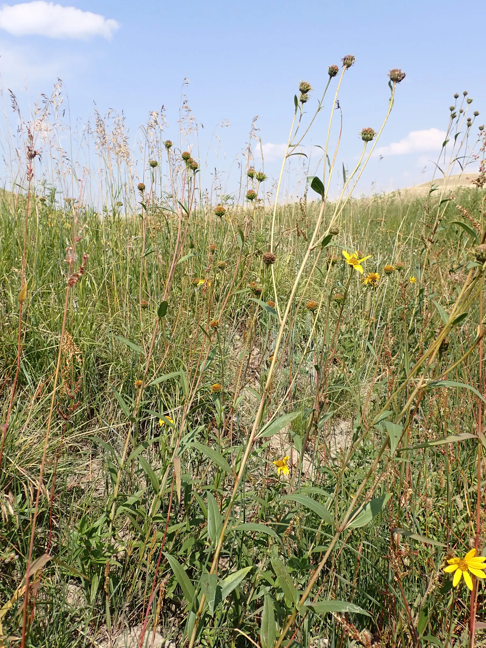Maximilian Sunflower (Helianthus Maximiliani) — With its extensive root system; adding a dynamic layer of activity to the garden._ctl