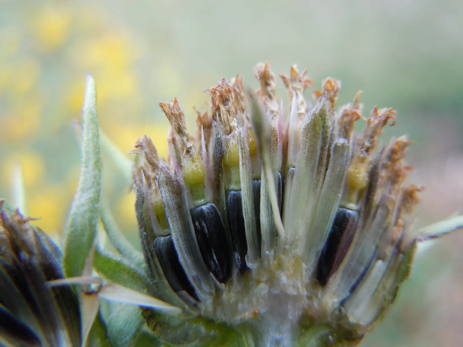 Maximilian Sunflower (Helianthus Maximiliani) — stretching up to 10 inches long; ideal for borders or naturalized areas, it adds height and autumn, image 52