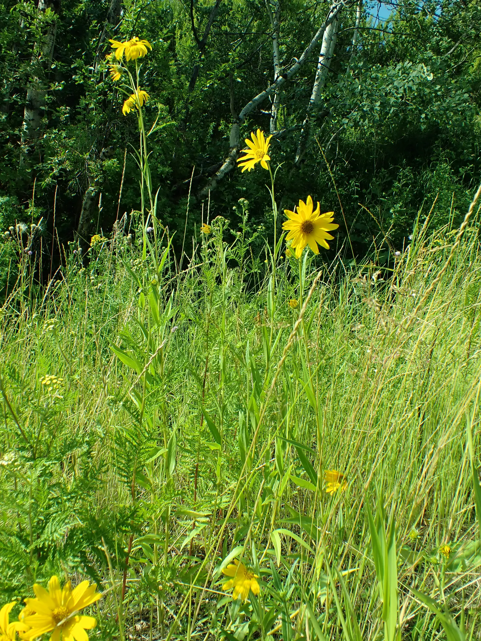 Maximilian Sunflower (Helianthus Maximiliani) — It is not picky about soil type, though it flourishes in well-draining soil