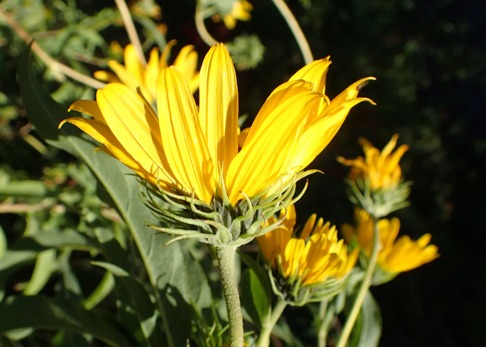 Maximilian Sunflower (Helianthus Maximiliani) — sturdy stems that rarely require staking.<br><br>When designing with this sunflower