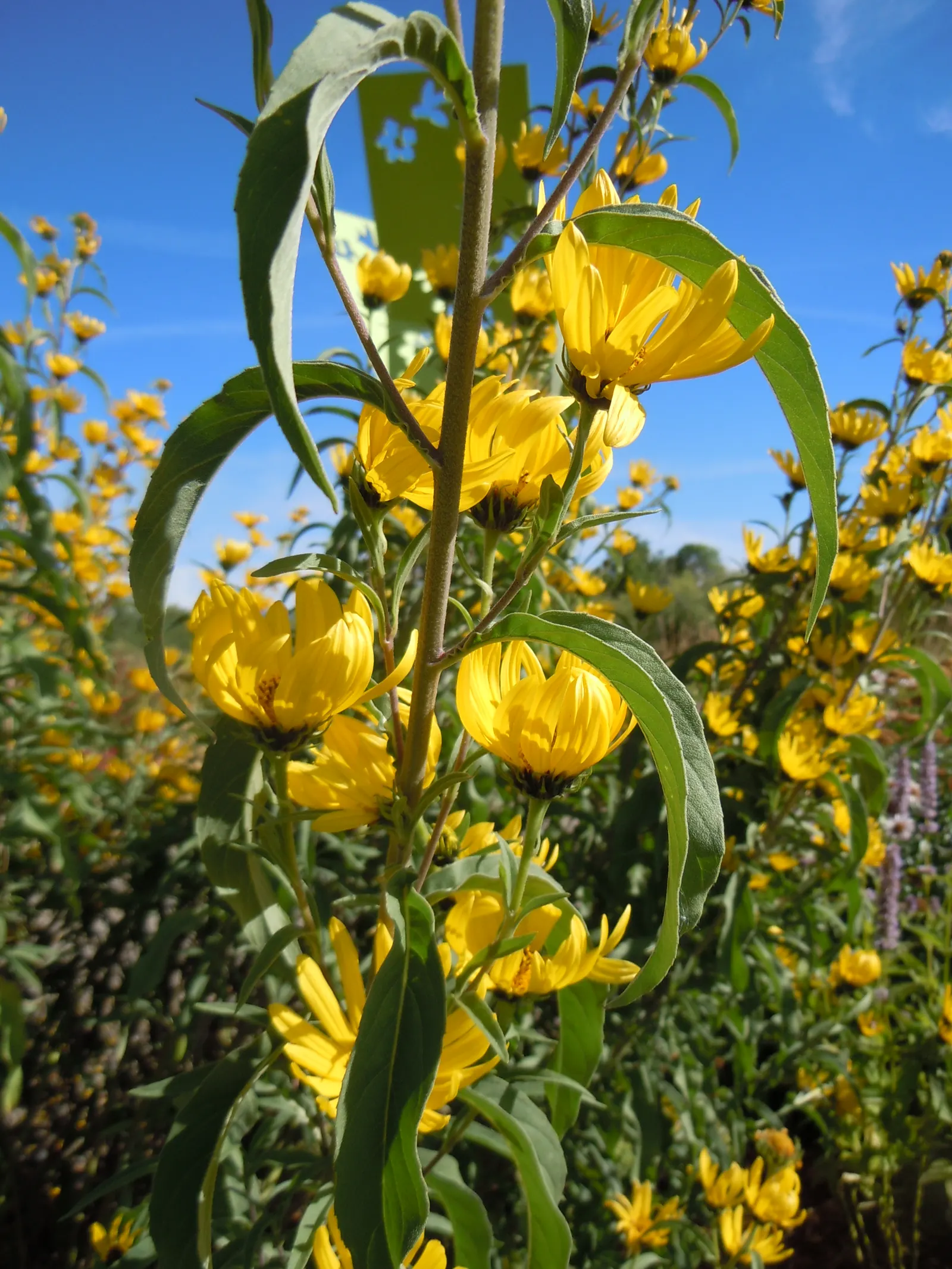Maximilian Sunflower (Helianthus Maximiliani) — the Maximilian Sunflower supports local wildlife
