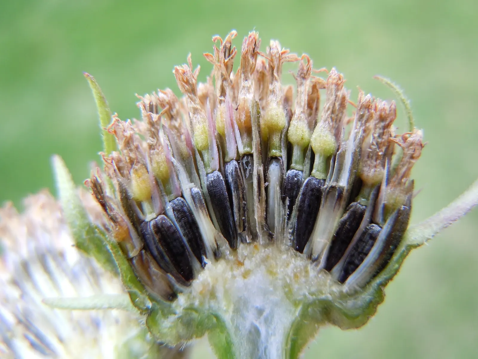 Maximilian Sunflower (Helianthus Maximiliani) — Ideal for borders or naturalized areas, it adds height and autumn color, image 46