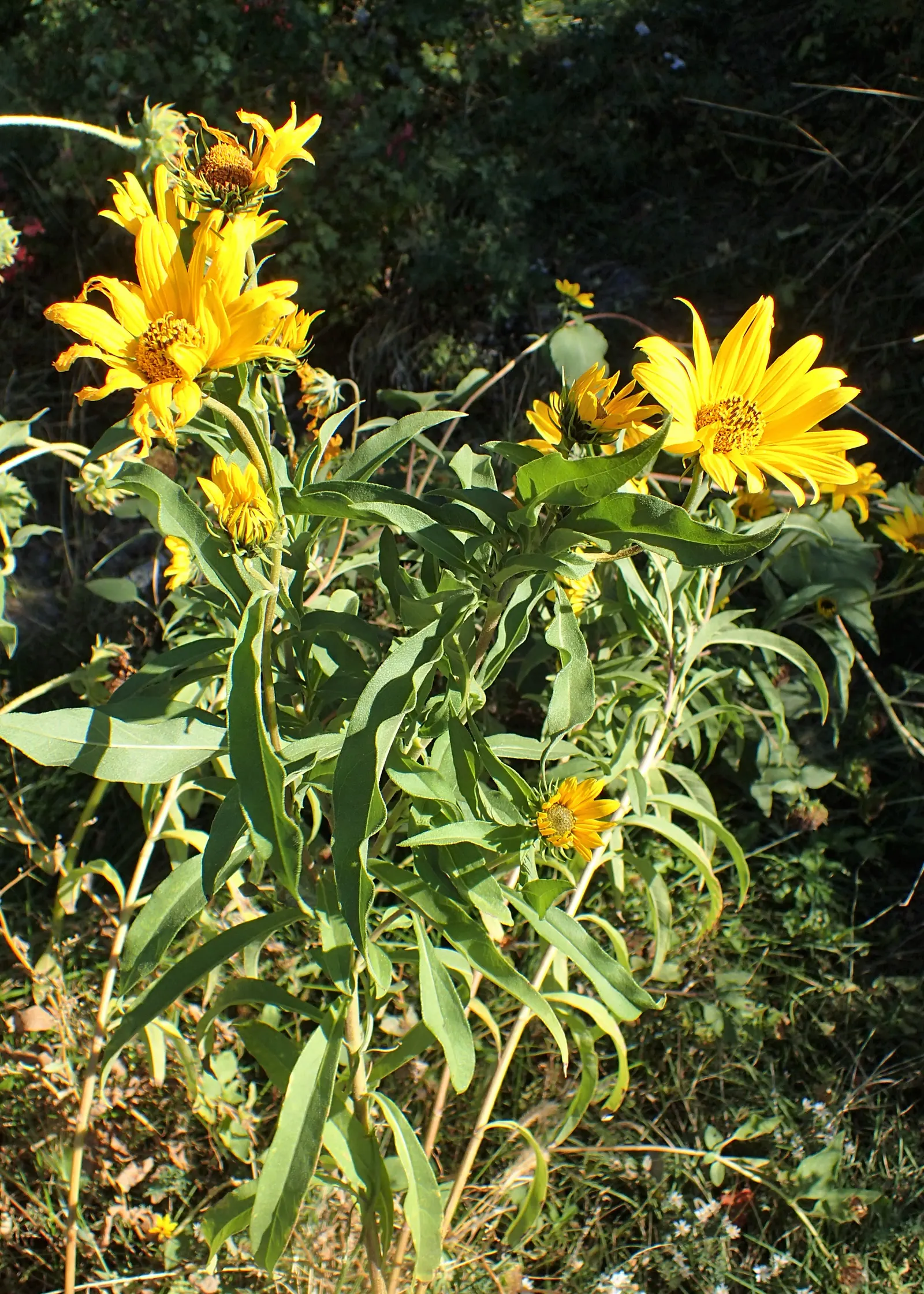 Maximilian Sunflower (Helianthus Maximiliani) — Preferring full sun, this hardy native tolerates various soils and drought; the Maximilian Sunflower produces a