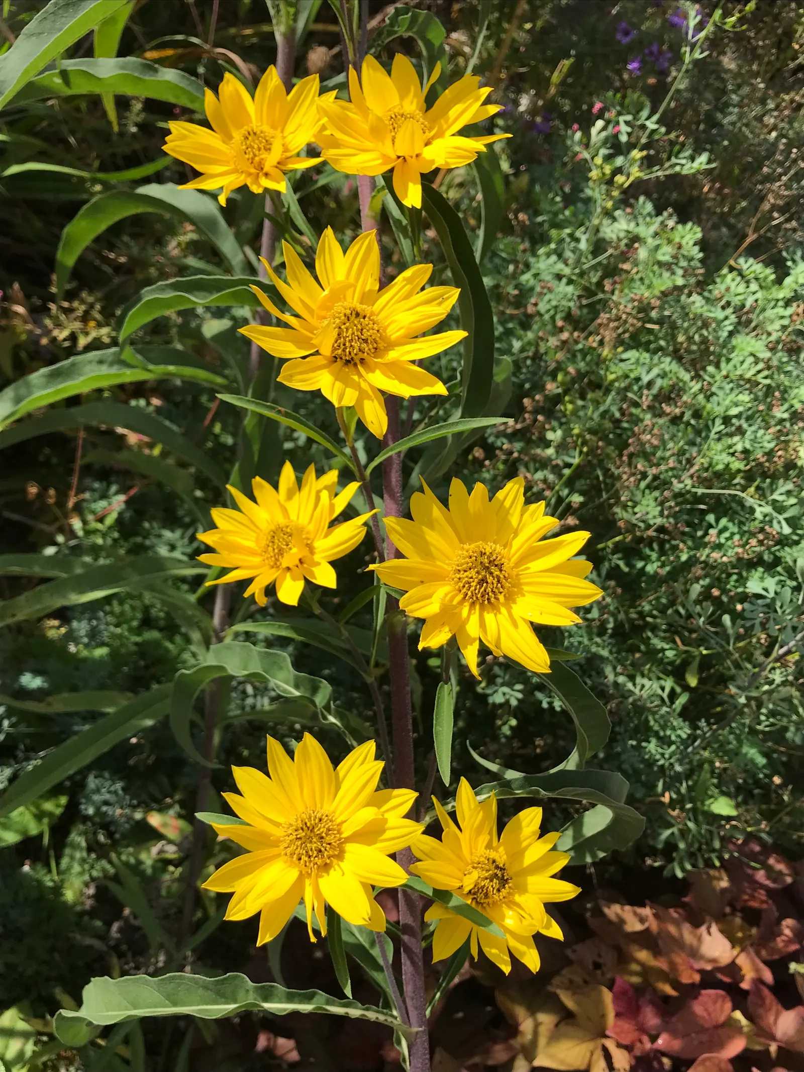 Maximilian Sunflower (Helianthus Maximiliani) — which feast on its nectar and seeds