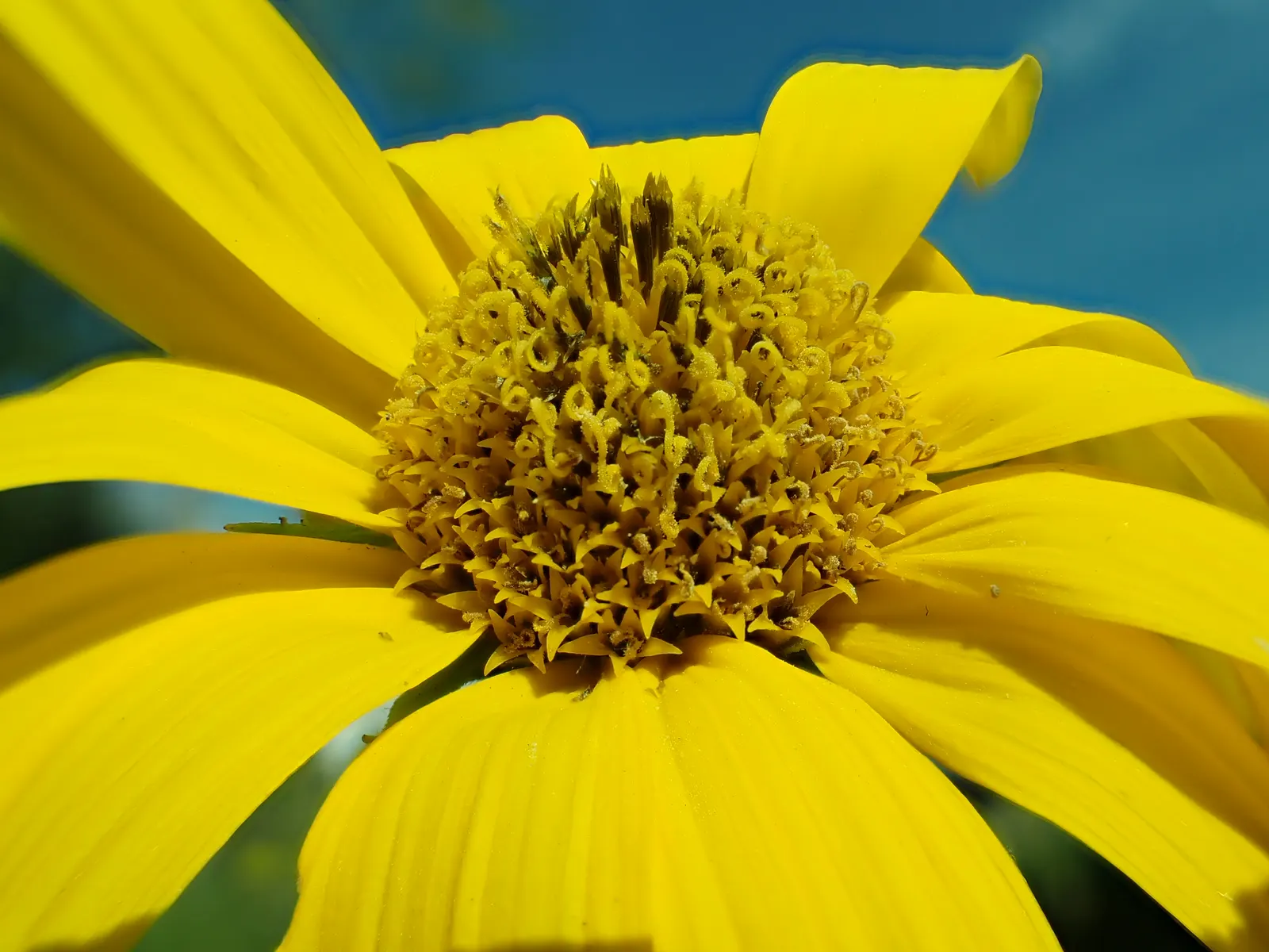 Maximilian Sunflower (Helianthus Maximiliani) — It is not picky about soil type, though it flourishes in well-draining soil; the Maximilian, image 56