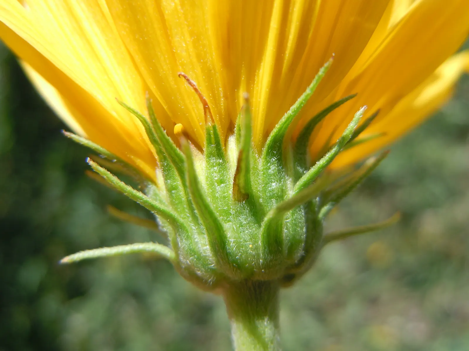 Maximilian Sunflower (Helianthus Maximiliani) — Ideal for borders or naturalized areas, it adds height and autumn color