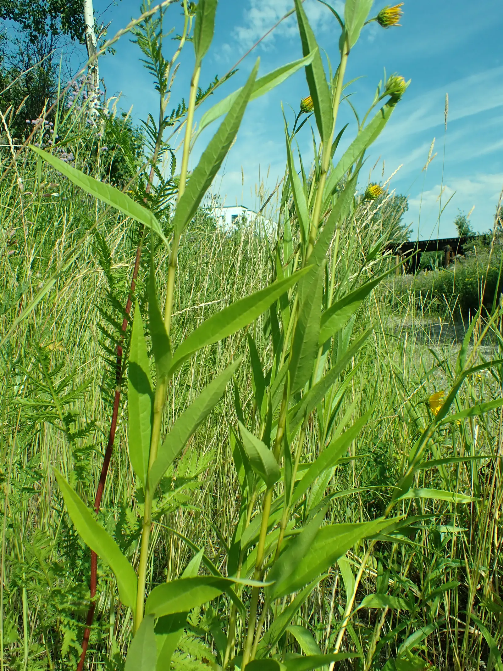 Maximilian Sunflower (Helianthus Maximiliani) — which feast on its nectar and seeds; the Maximilian Sunflower produces a profusion of golden-yellow flowers
