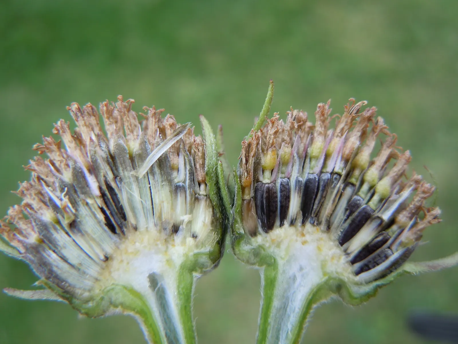 Maximilian Sunflower (Helianthus Maximiliani) — the Maximilian Sunflower produces a profusion of golden-yellow flowers with dark brown centers, image 32