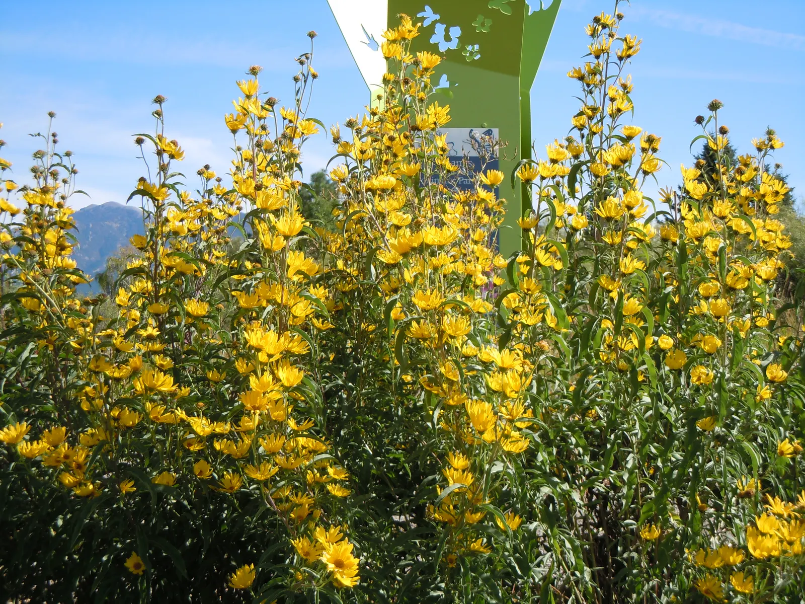 Maximilian Sunflower (Helianthus Maximiliani) — Thriving in USDA zones 3-9, it reaches 3-10 ft tall and spreads 2-4 ft wide
