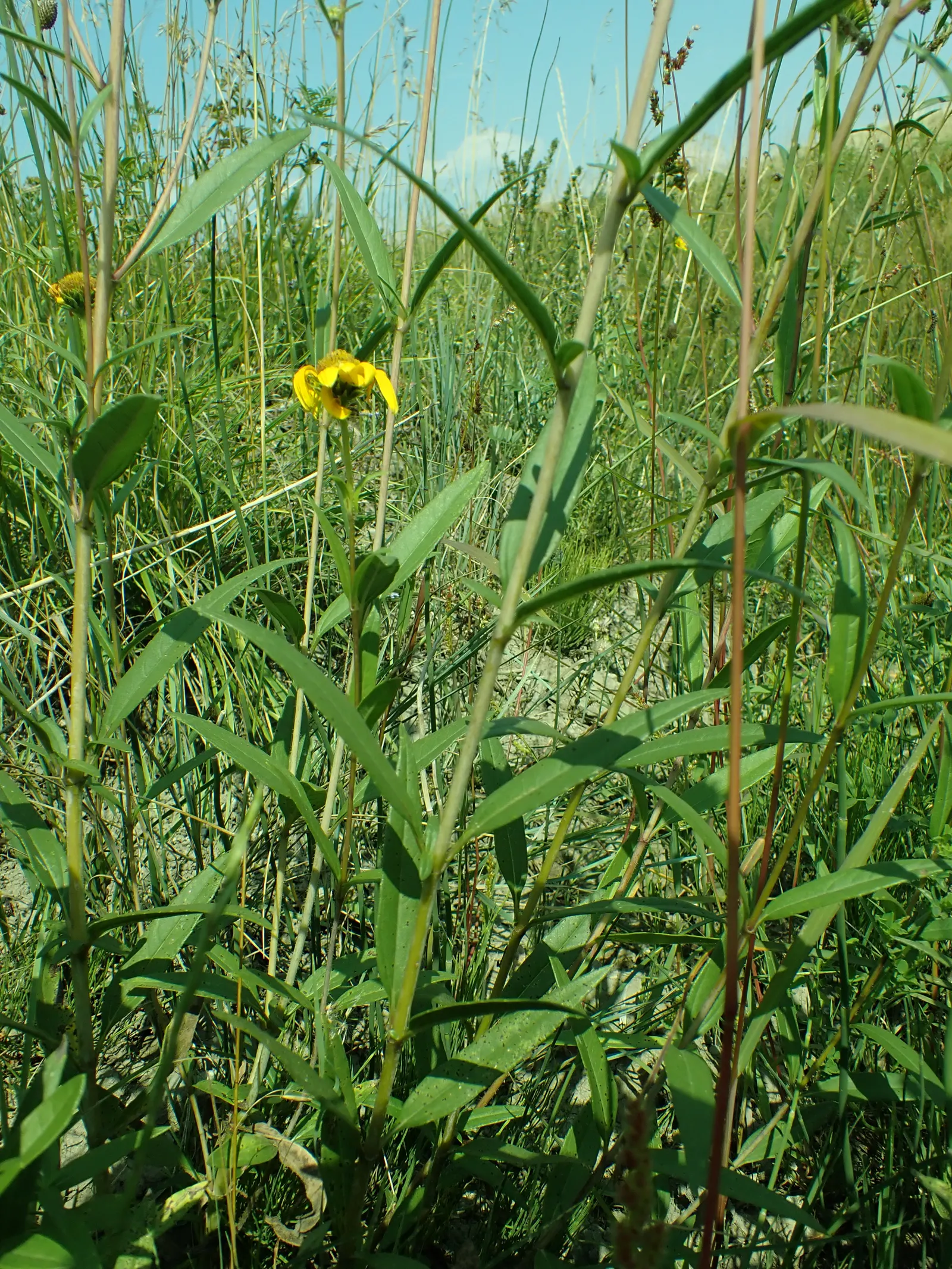 Maximilian Sunflower (Helianthus Maximiliani) — It is not picky about soil type, though it flourishes in well-draining soil; the Maximilian Sunflower produces