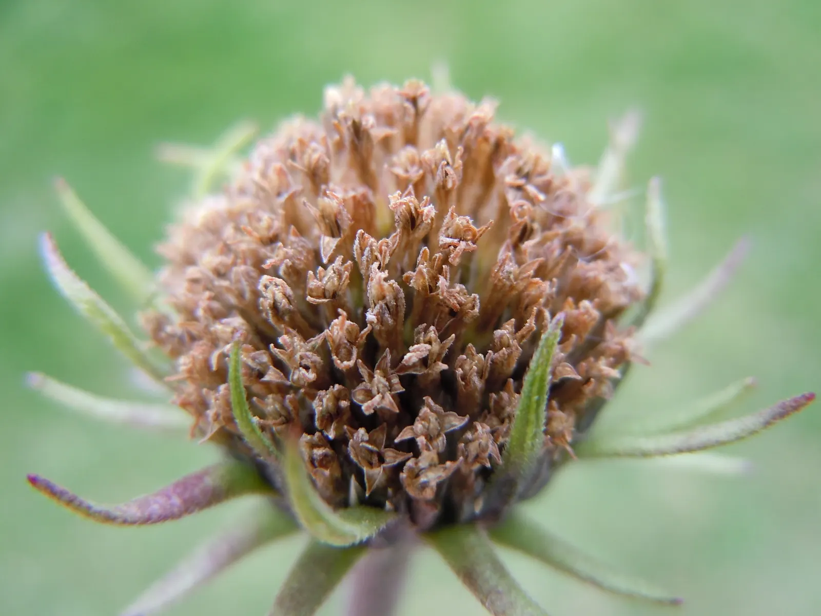Maximilian Sunflower (Helianthus Maximiliani) — the Maximilian Sunflower supports local wildlife; ideal for borders or naturalized areas, it adds, image 58