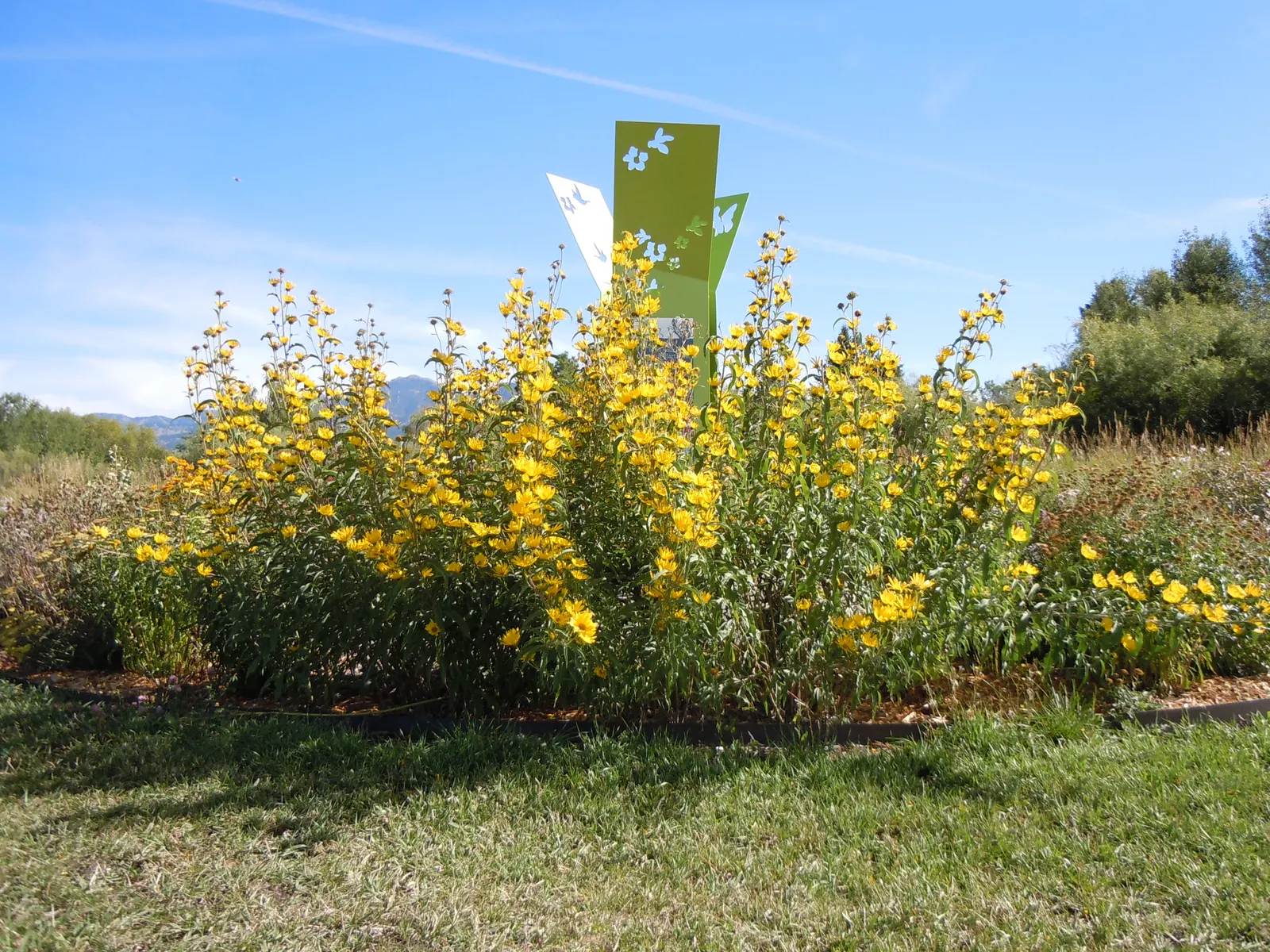 Maximilian Sunflower (Helianthus Maximiliani) — Ideal for borders or naturalized areas, it adds height and autumn color, image 25