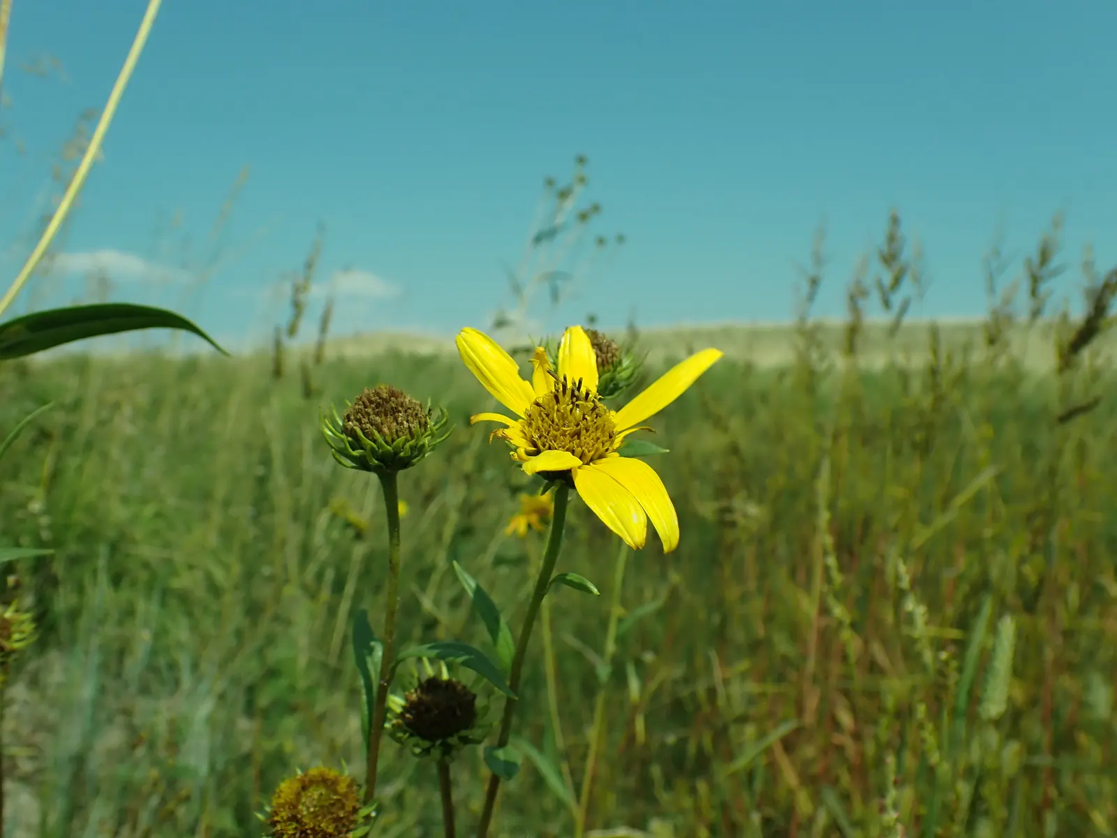 Maximilian Sunflower (Helianthus Maximiliani) — Each flower head measures roughly 3 inches across and sits atop tall; adding a dynamic layer of activity to the