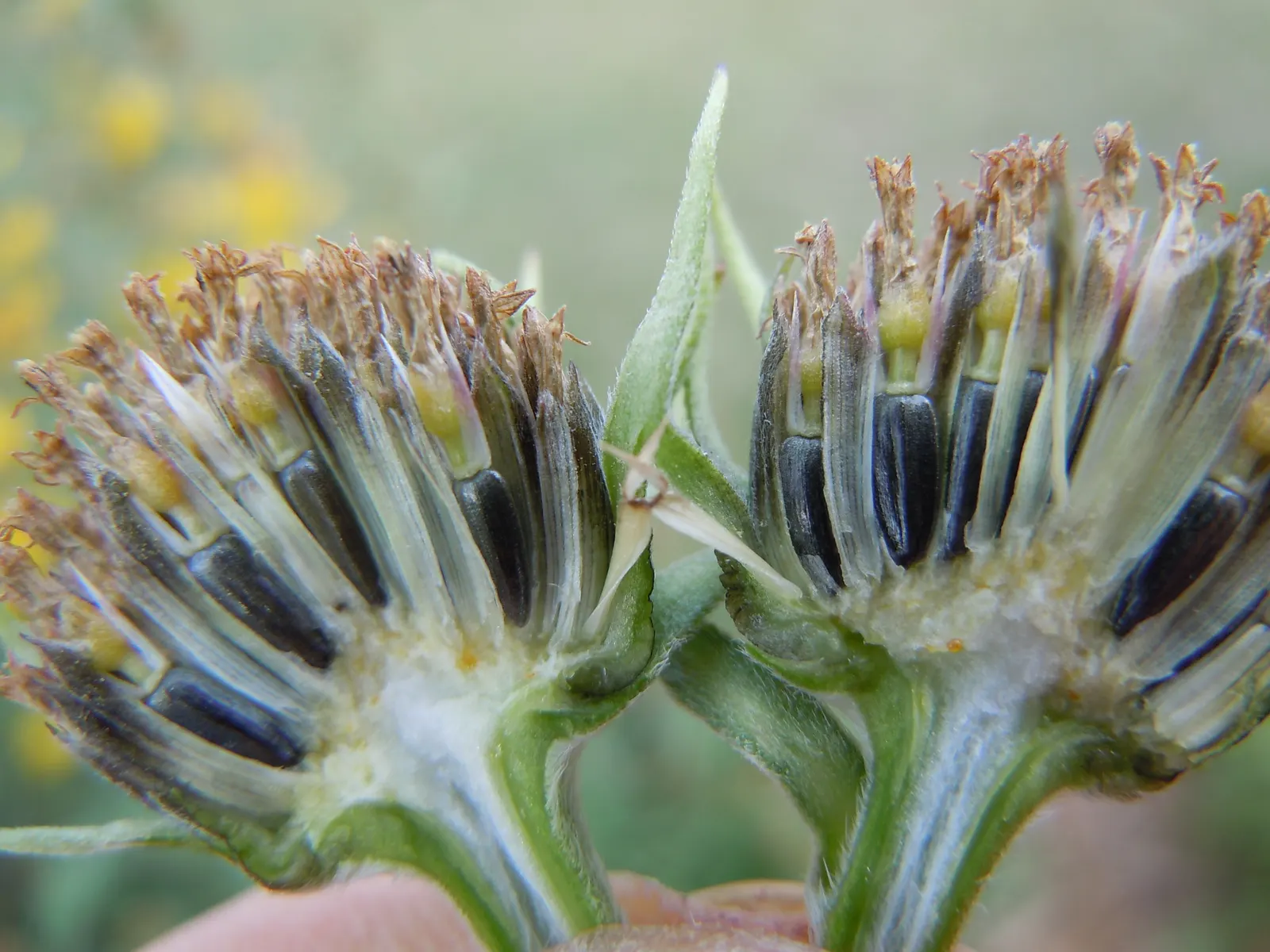Maximilian Sunflower (Helianthus Maximiliani) — perennial with multi-colored and yellow blooms; the Maximilian Sunflower produces a profusion of, image 62