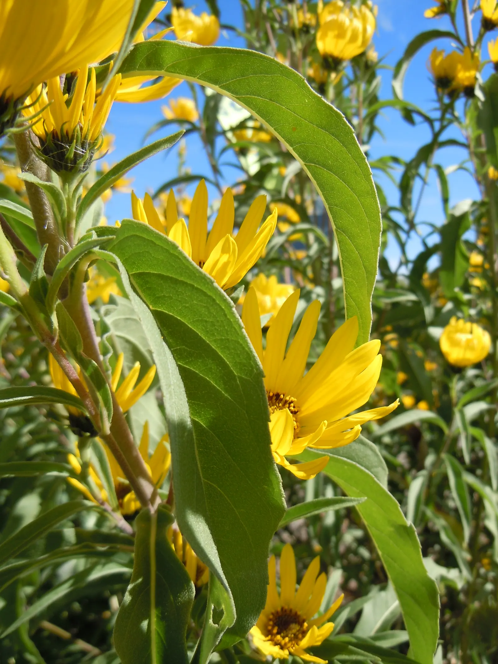 Maximilian Sunflower (Helianthus Maximiliani) — lanceolate leaves that are rough to the touch