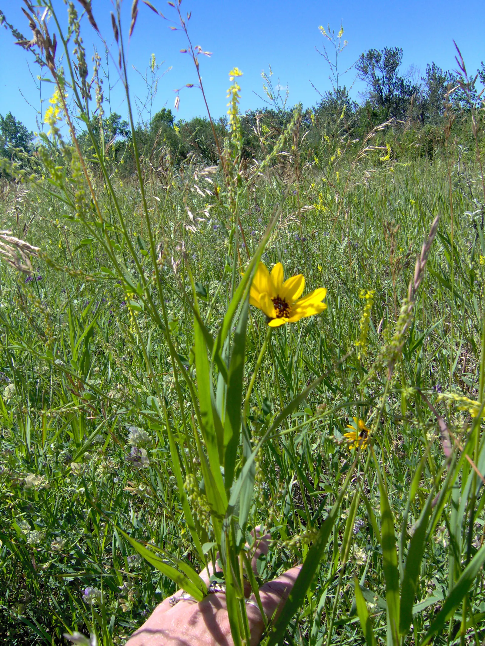 Maximilian Sunflower (Helianthus Maximiliani) — making it ideal as a backdrop for garden beds or as a natural privacy screen.<br><br>The plant features narrow